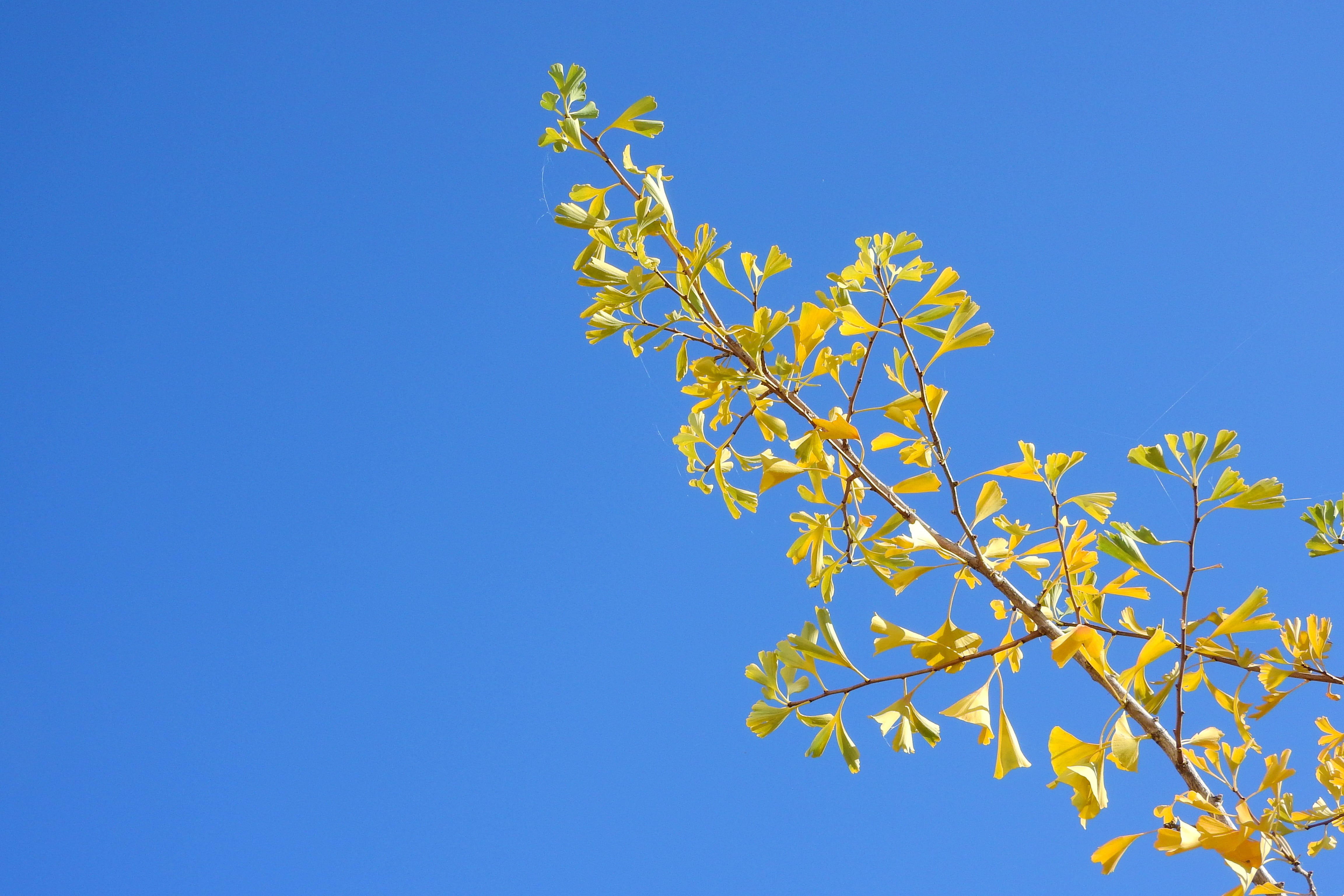 no people, tranquility, sunny, gingko, beauty in nature, freshness, nature, growth, blue, plant, outdoors, plant part, low angle view, sky, day, copy space, HD Wallpaper