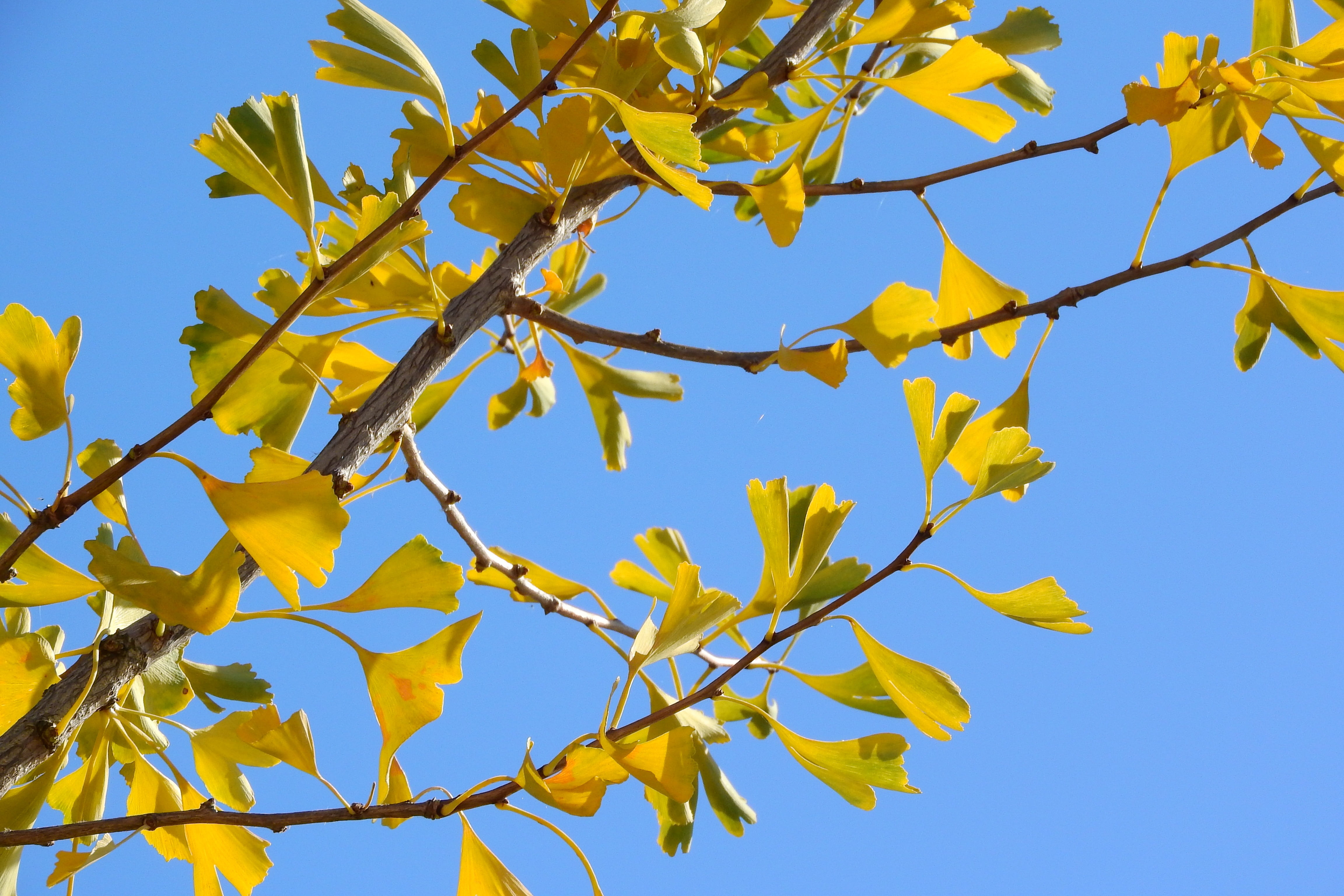 plant, leaf, sunlight, low angle view, day, sky, growth, colorful leaves, nature, yellow, beauty in nature, autumn leaves, autumn, blue, no people, outdoors, HD Wallpaper