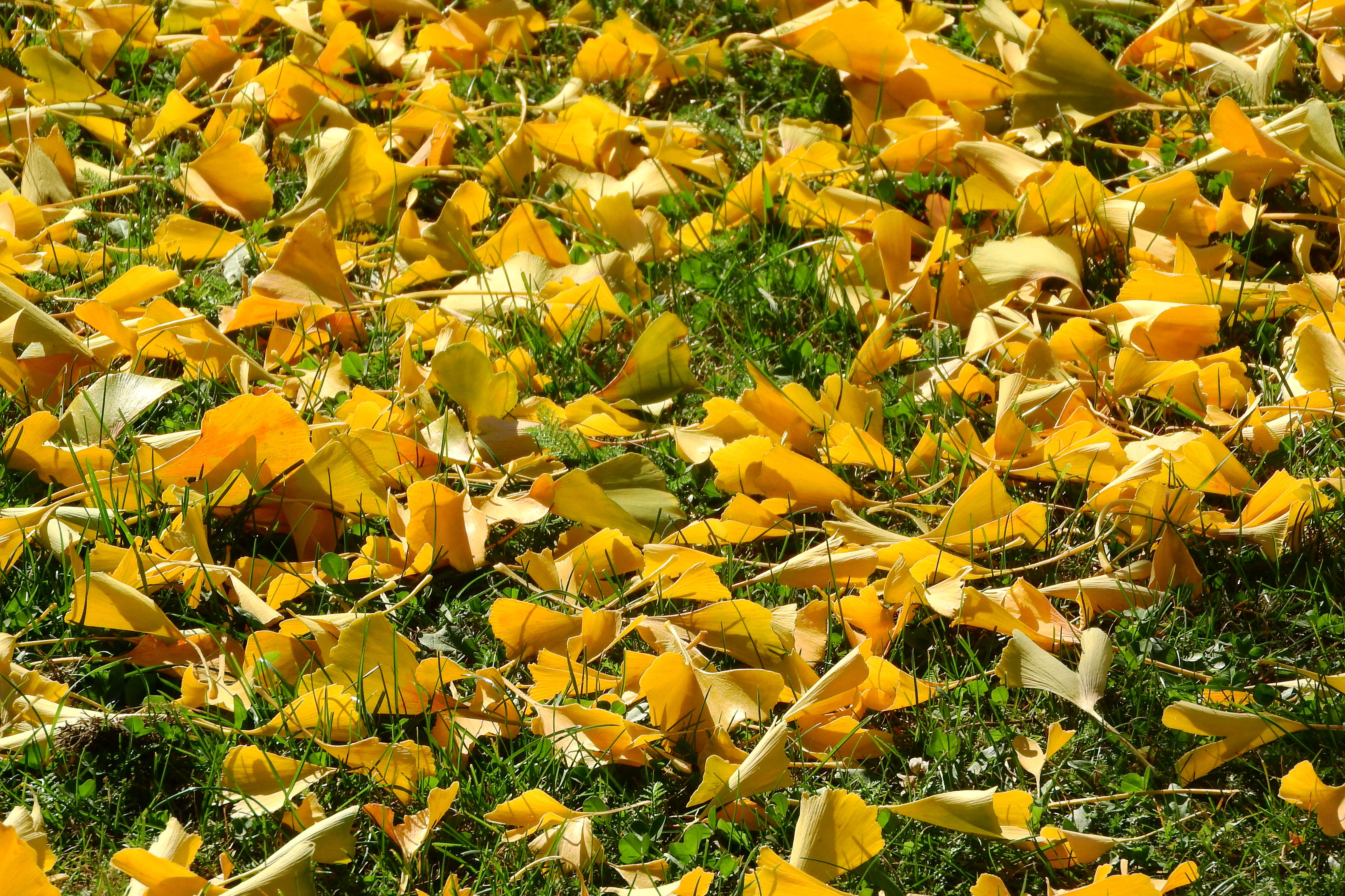 day, dry leaves, plant, leaves in the grass, outdoors, no people, park, flower, abundance, ginkgo, inflorescence, fragility, romantic, autumn leaves, the fallen, HD Wallpaper