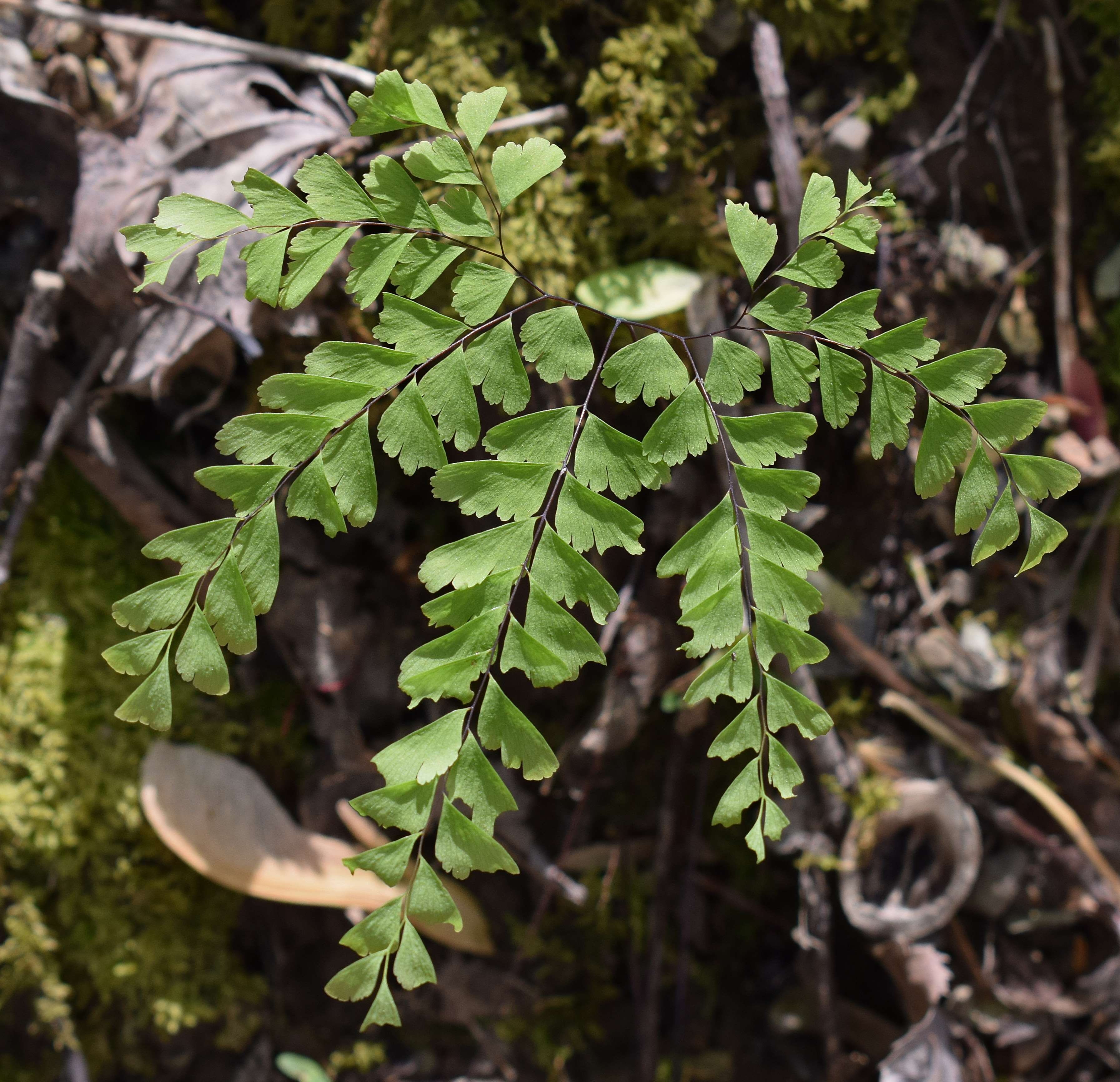 tranquility, herb, green, no people, day, maidenhair fern, tree, growth, fern, botany, plant part, green color, nature, forest, beauty in nature, focus on foreground, HD Wallpaper