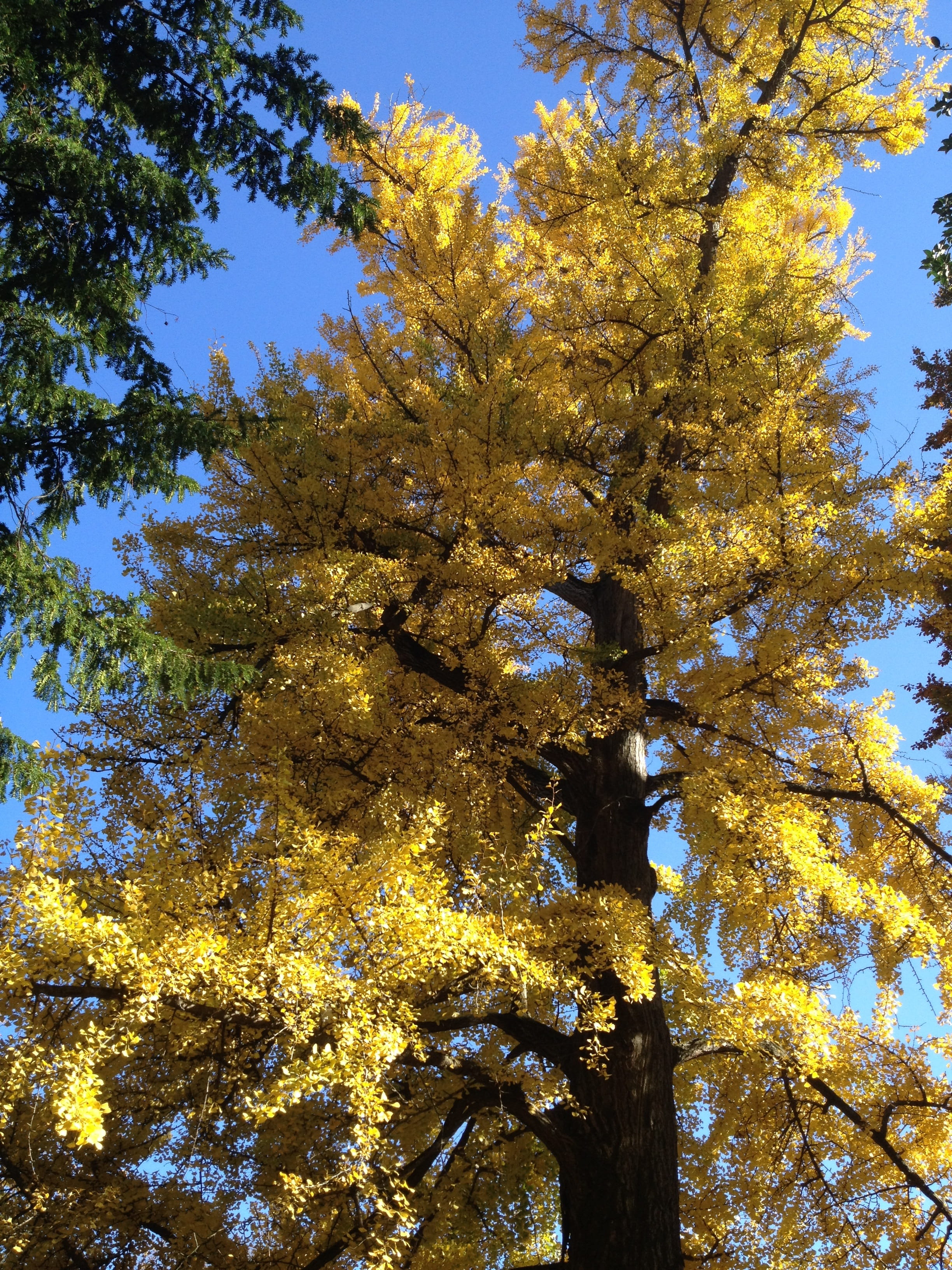 day, tranquility, no people, tree canopy, change, 2K, low angle view, clear sky, trunk, tree, growth, outdoors, gingko, autumn, sunlight, beauty in nature, Phone HD Wallpaper