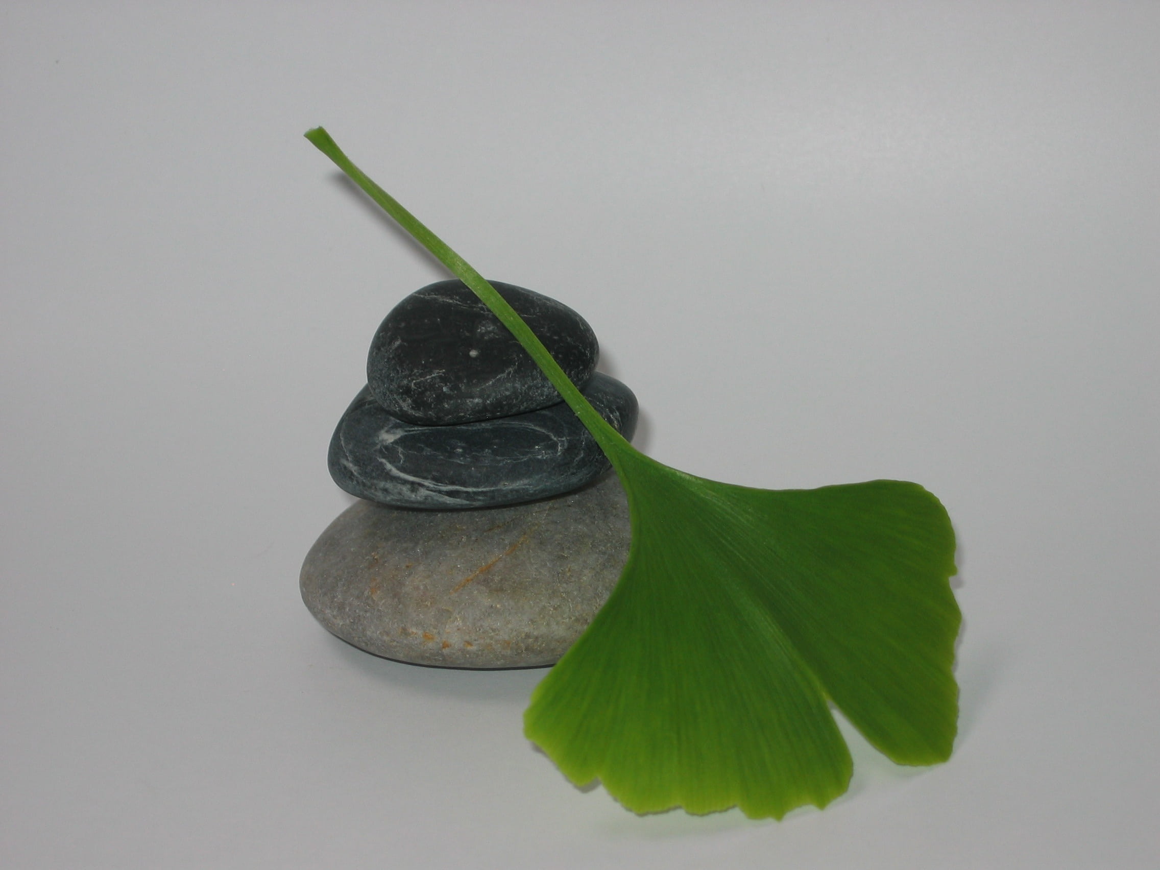 beauty in nature, gingko, studio shot, food and drink, leaf, water, indoors, zen, nature, leaves, copy space, white background, 1080P, green color, close-up, HD Wallpaper