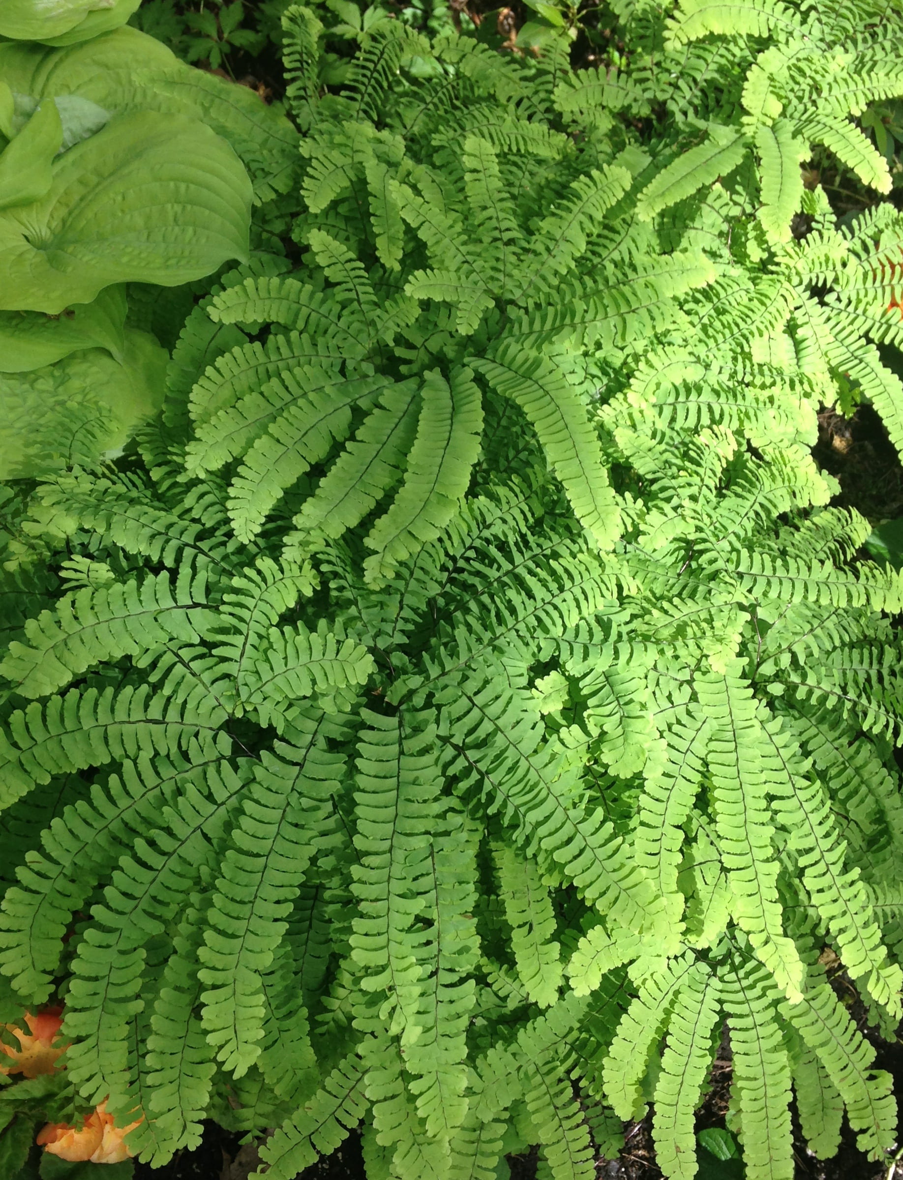 frond, freshness, leaves, texture, plant part, day, green color, tranquility, high angle view, leaf, green, pattern, growth, 1080P, backgrounds, montreal botanical garden, Phone HD Wallpaper