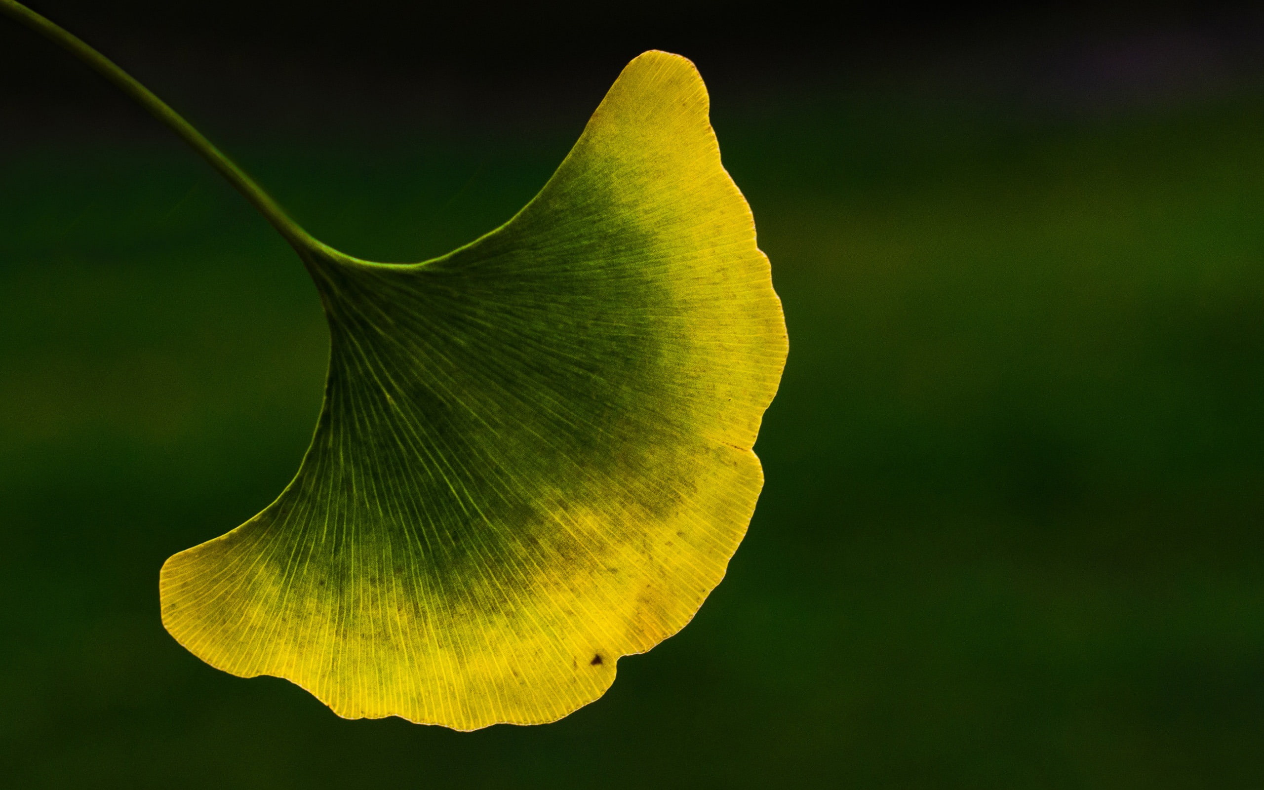 green, nature, 2K, fragility, flower head, freshness, pollen, green color, yellow, close-up, outdoors, ginkgo, petal, inflorescence, natural pattern, HD Wallpaper