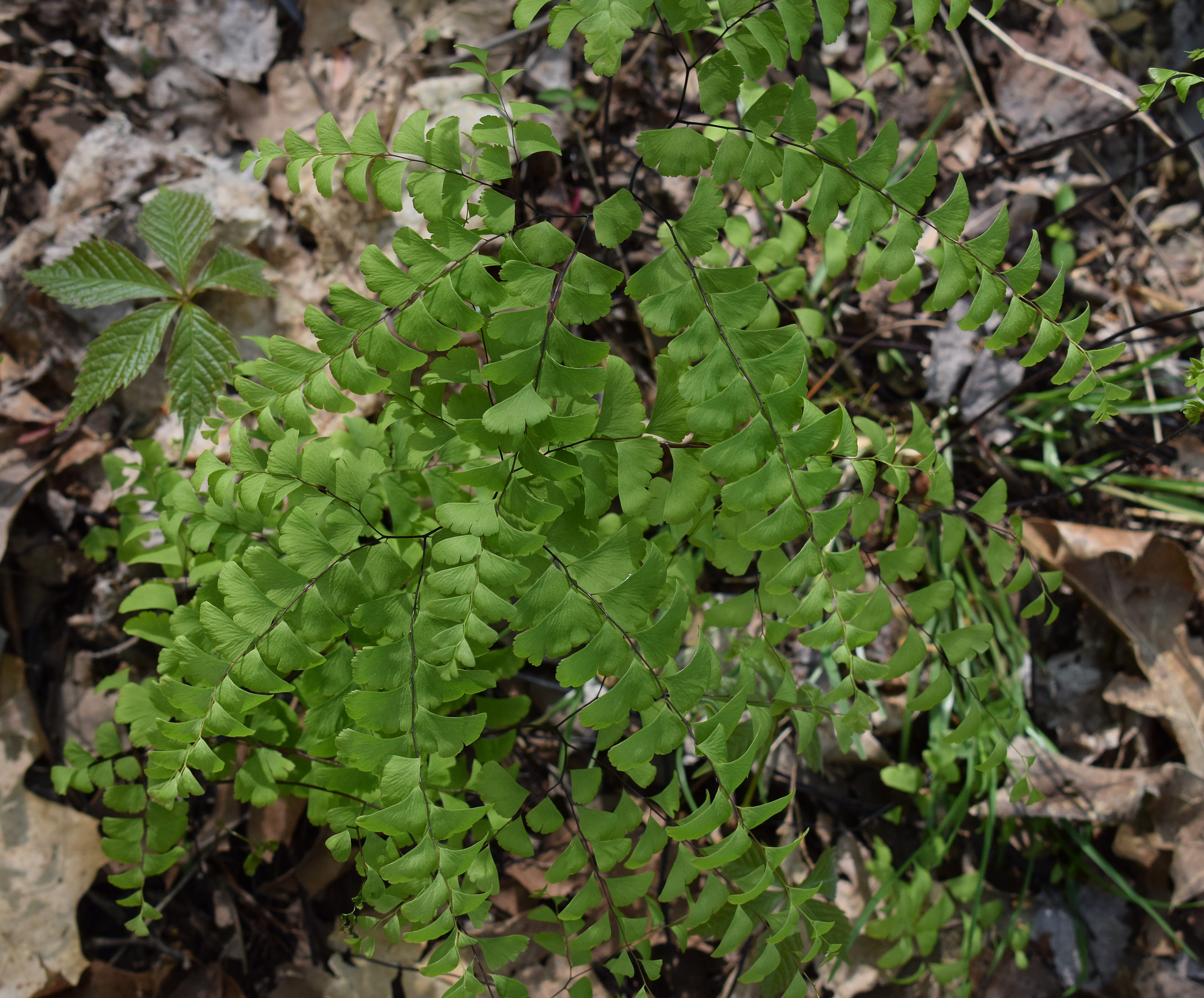 close-up, spring, green color, focus on foreground, oak ridge, ivy, day, freshness, nature, spiky, plant, united states, fern, plant part, maidenhair ferns, HD Wallpaper
