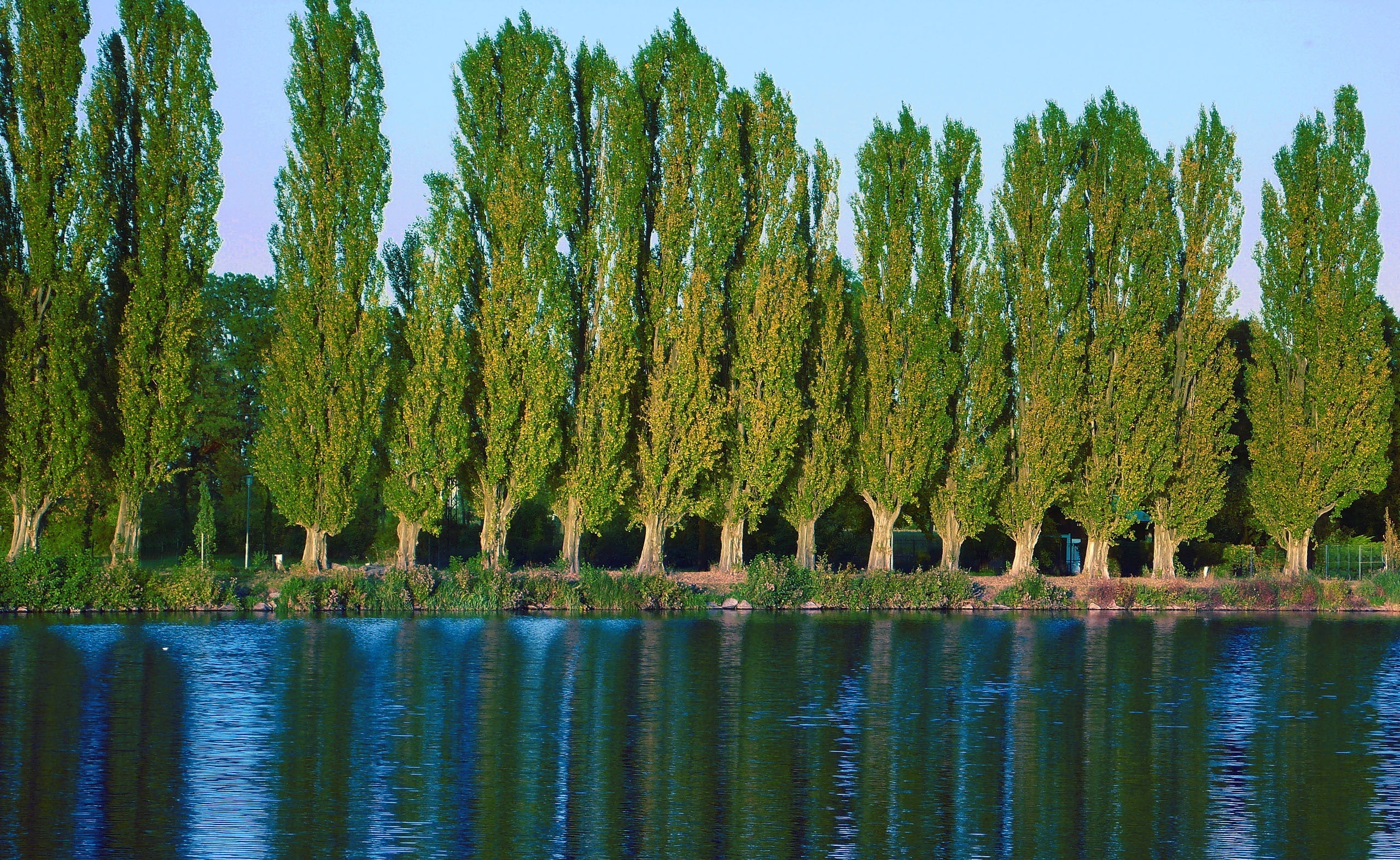 plant, leafed, green, Near, tranquility, reflection, Poplar, Trees, outdoors, tranquil scene, growth, Nature, Lake, beauty in nature, Lakes, day, no people, HD Wallpaper