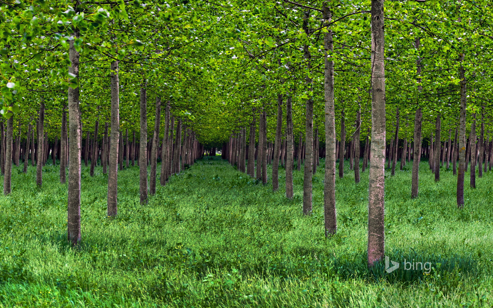 poplar, Park, the valley of the river Po, grove, trees, grass, Italy, 1080P, HD Wallpaper