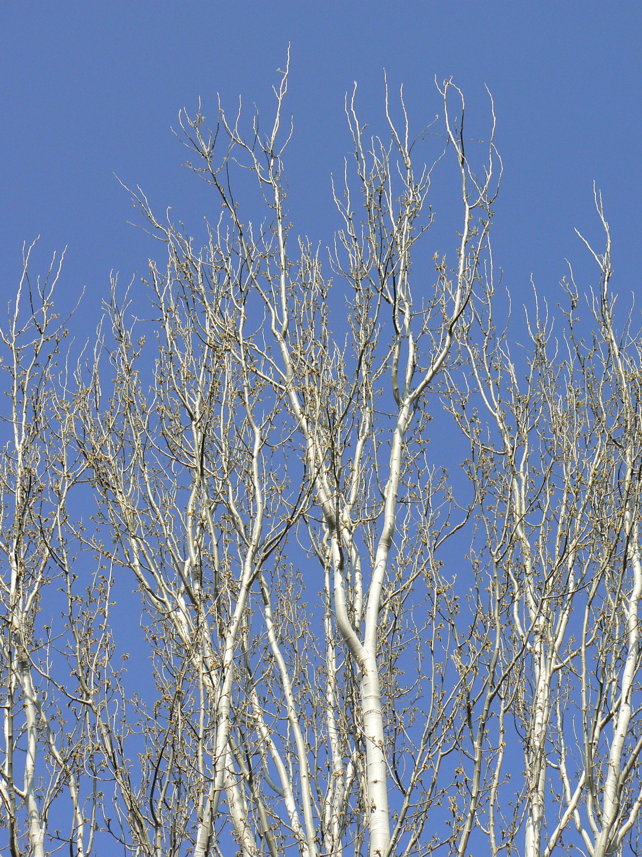 winter, flower, blue, flowering plant, low angle view, outdoors, tree, poplars, bare tree, autumn, white color, branch, clear sky, sky, tranquility, plant, Phone HD Wallpaper