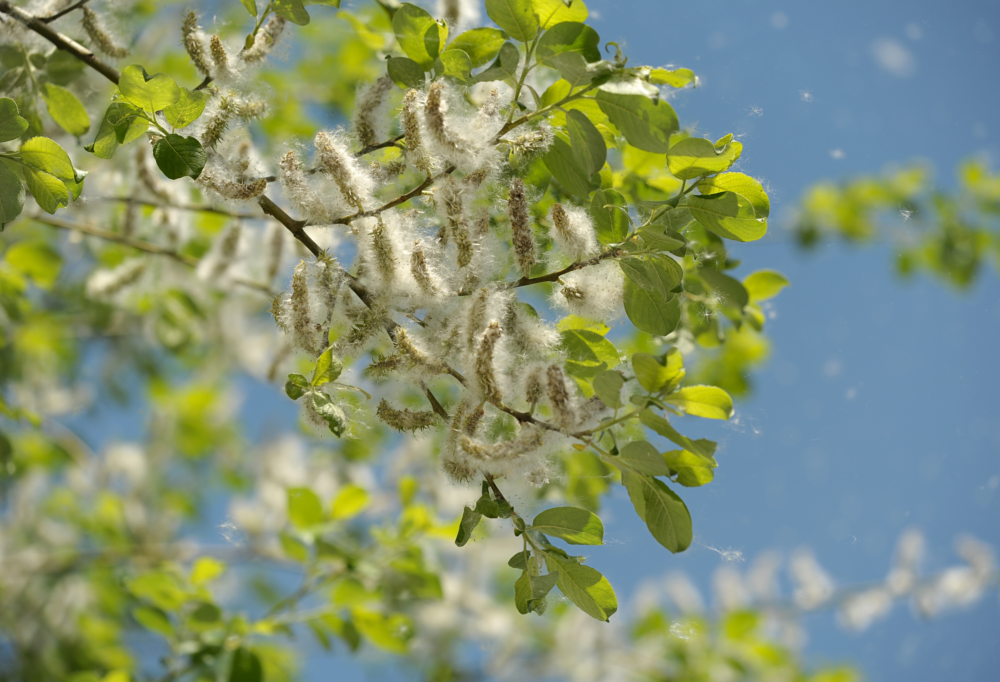 poplar, flower, nature, sunlight, 4K, garden, plant, fragility, branch, outdoors, beauty in nature, plant part, green color, day, flying seeds, leaf, freshness, HD Wallpaper