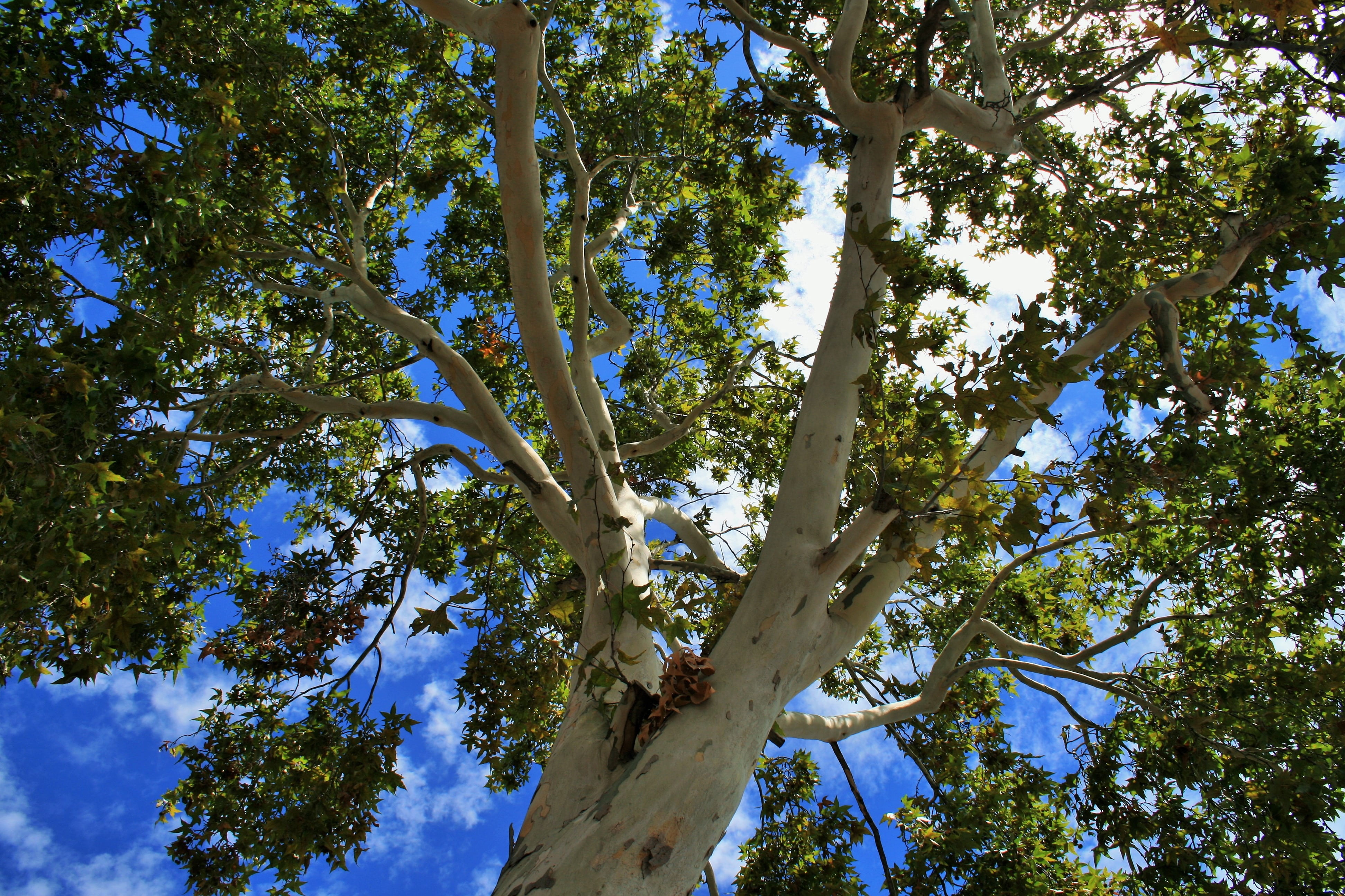 tree canopy, tree, beauty in nature, green color, poplar, branch, blue, sky, leaf, sunlight, growth, plant part, white, nature, outdoors, green, foliage, HD Wallpaper