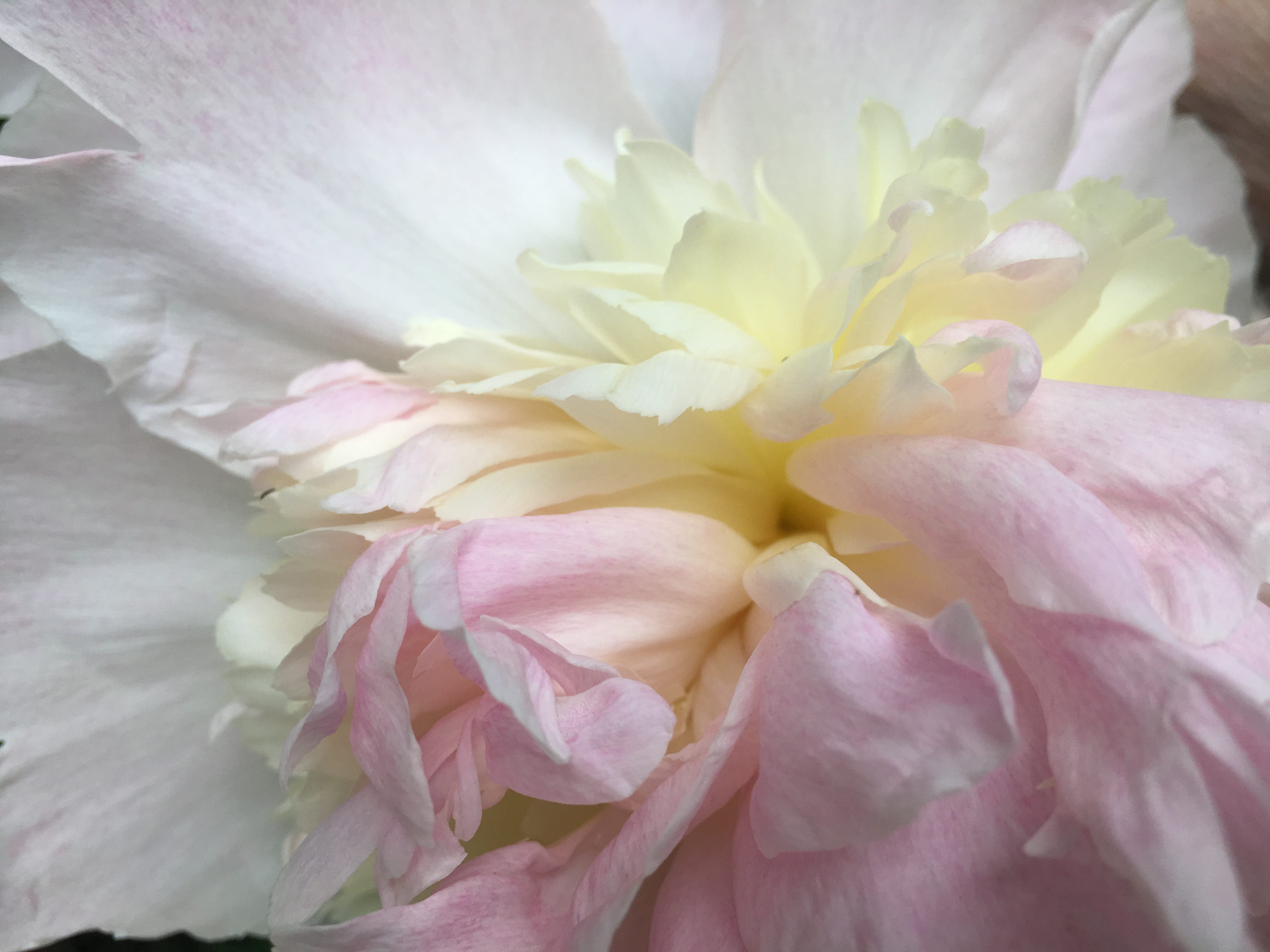 inflorescence, plant, nature, petals, full frame, beauty in nature, flower head, close-up, 700-800 poplar ave, beauty, growth, petal, flowering plant, color, HD Wallpaper