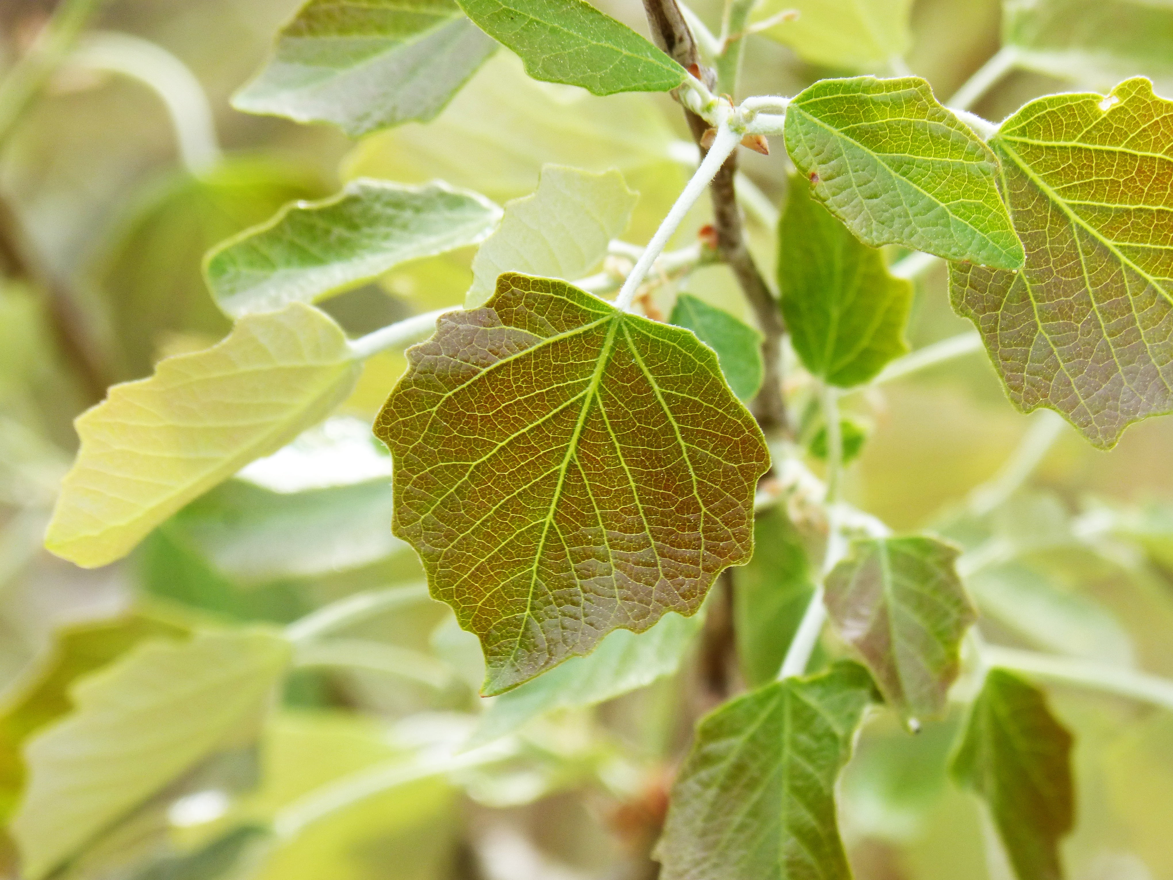 leaf vein, food, focus on foreground, branch, close-up, beauty in nature, outbreak, spring, growth, plant, vine, green color, sprout, no people, outdoors, HD Wallpaper
