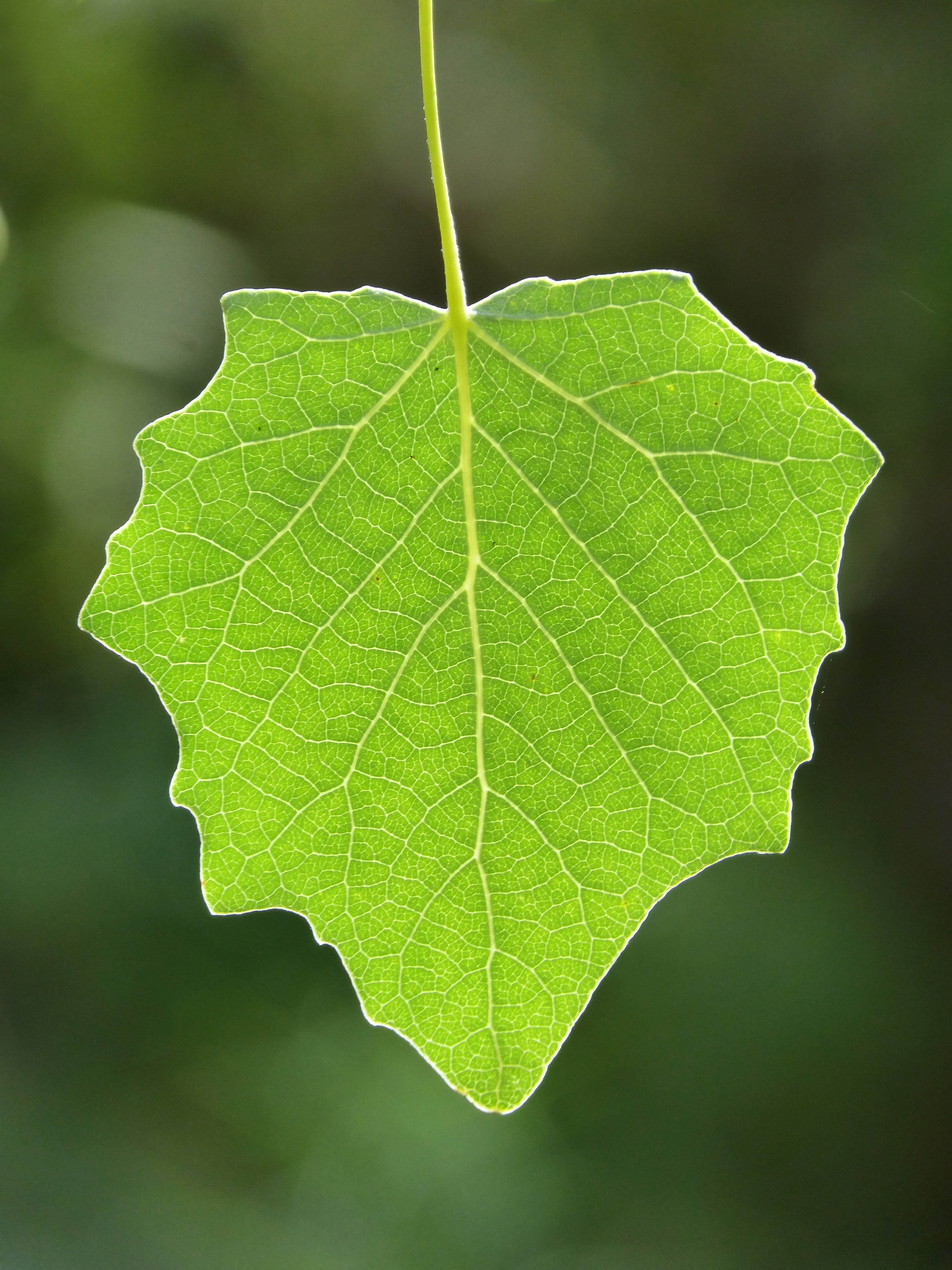 no people, leaf, plant, beauty in nature, fragility, botany, leaf vein, poplar, pattern, growth, day, outbreak, vulnerability, vegetation, freshness, translucent, Phone HD Wallpaper
