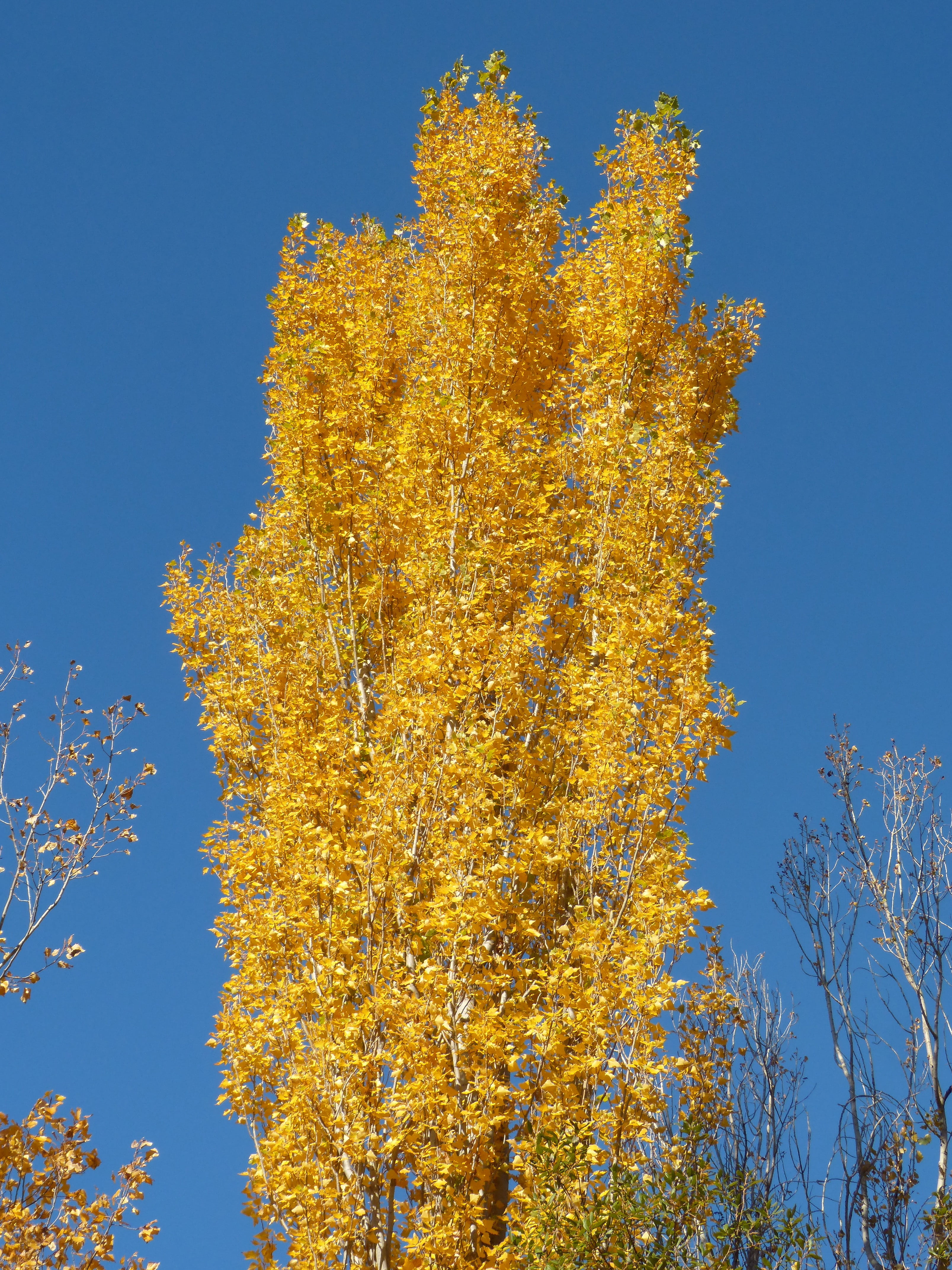 poplar, change, 4K, tranquility, yellow leaves, plant, no people, autumn, blue, plant part, branch, leaf, beauty in nature, populus alba, growth, yellow, Phone HD Wallpaper