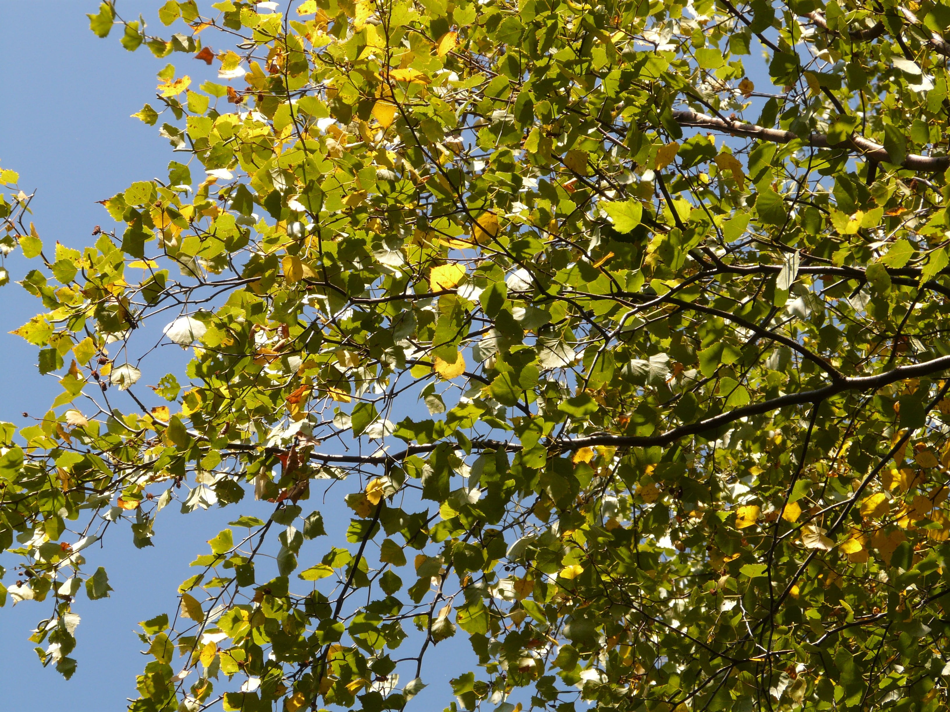 sky, leaf, 2K, no people, flowering plant, leaves, branch, summer, day, sunlight, beauty in nature, springtime, plant part, low angle view, green color, HD Wallpaper