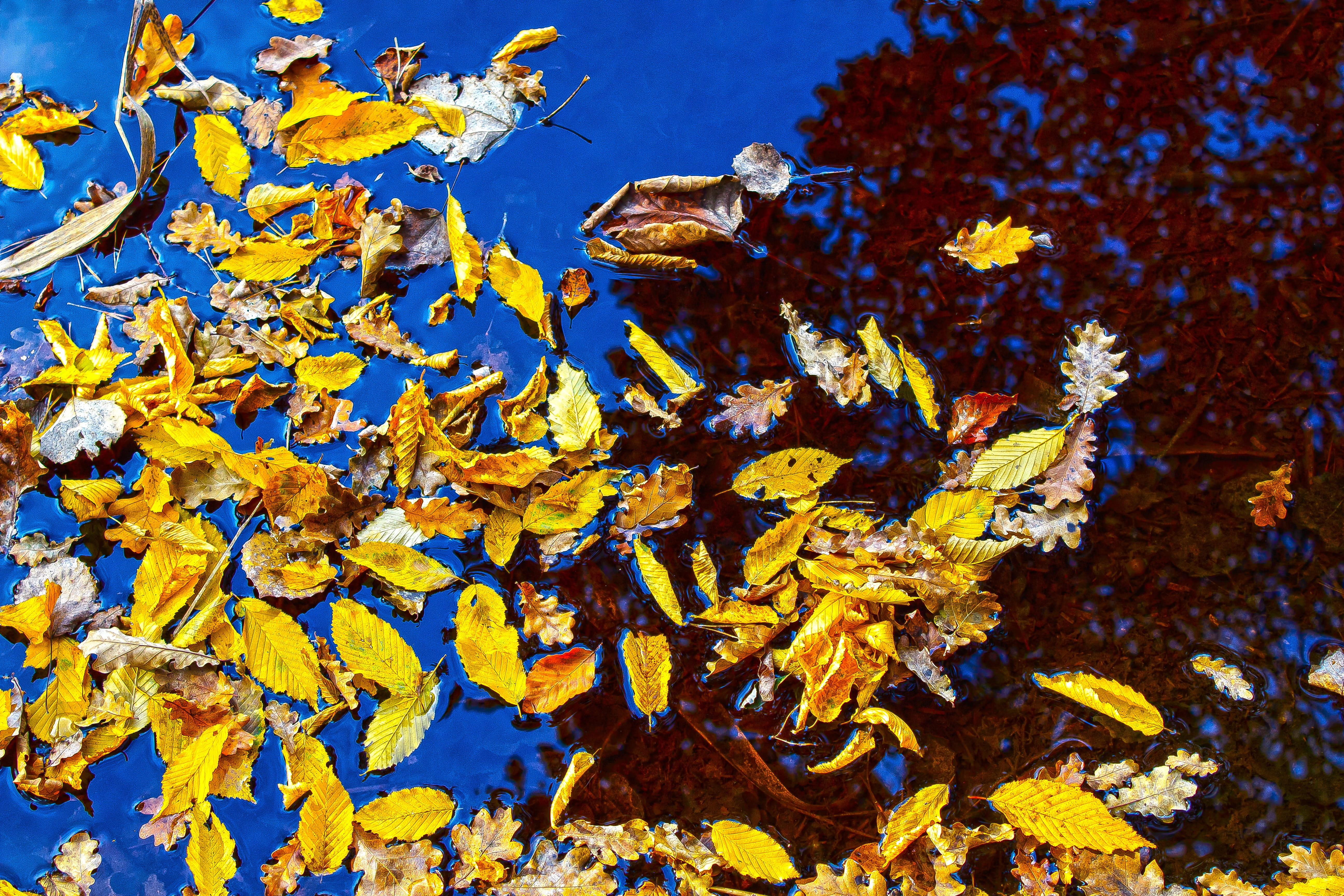 5K, colorful, outdoors, land, orange, beauty in nature, blue, tree, poplar, animal wildlife, natural condition, nature, yellow, romantic, red, growth, HD Wallpaper