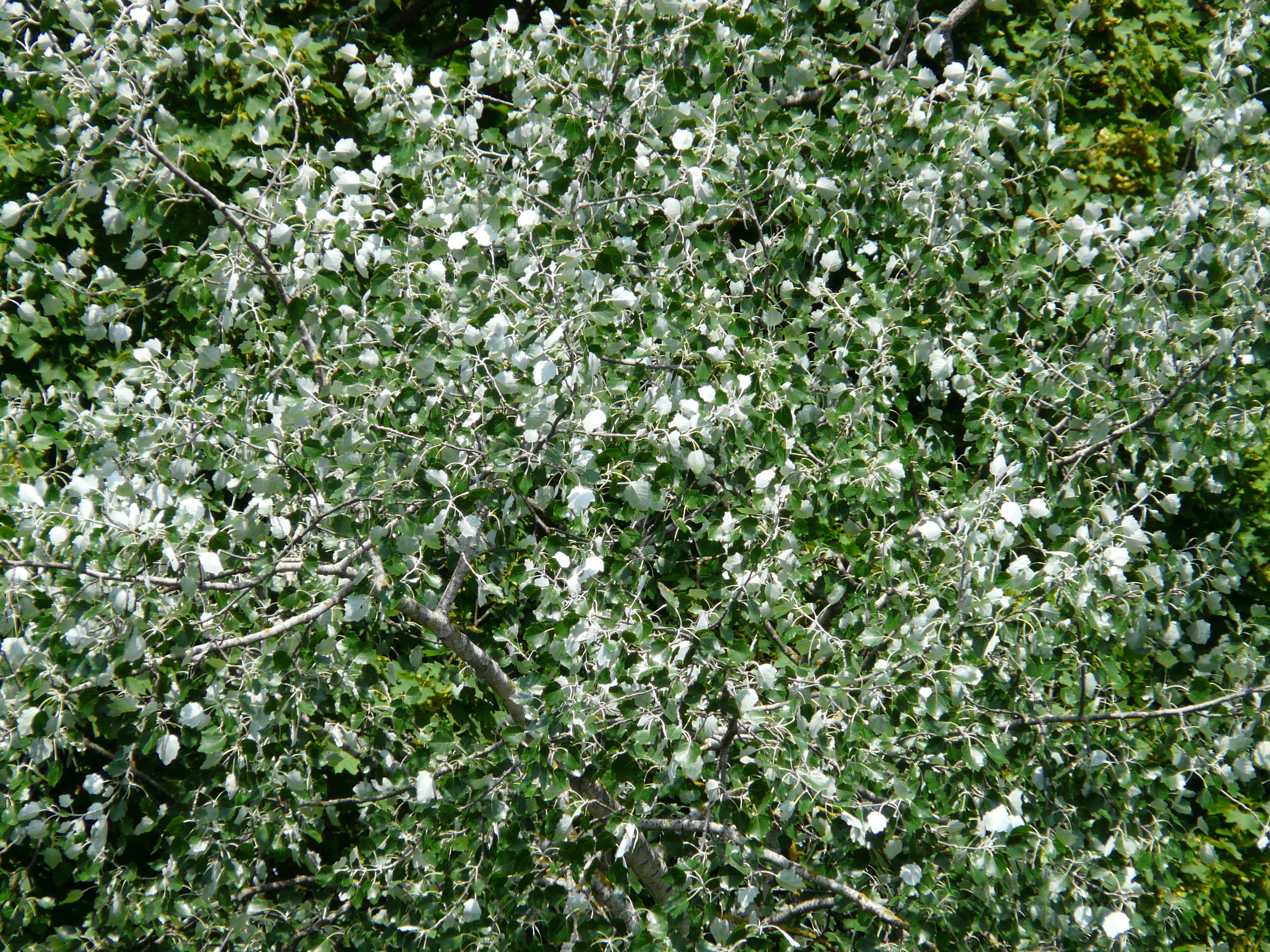white color, outdoors, murmur, leaf, blossom, tree, freshness, growth, day, white poplar, spring, leaves, plant part, land, flower, vulnerability, nature, HD Wallpaper