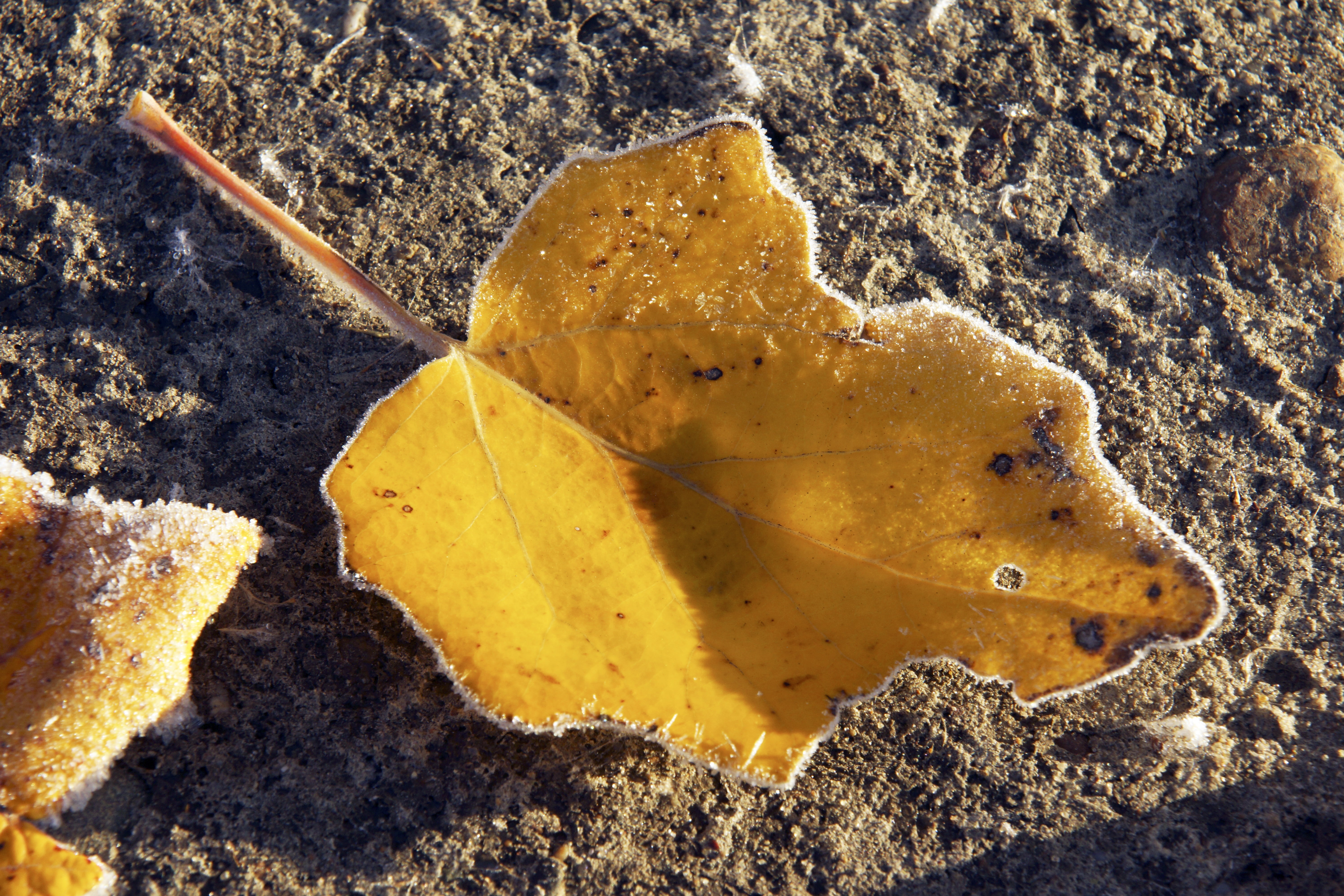 no people, sea, sand, leaf, yellow leaves, fragility, autumn, closeup, water, sheet, 5K, listopad, animal wildlife, land, close-up, rock, september, the leaves of the silver poplar, HD Wallpaper