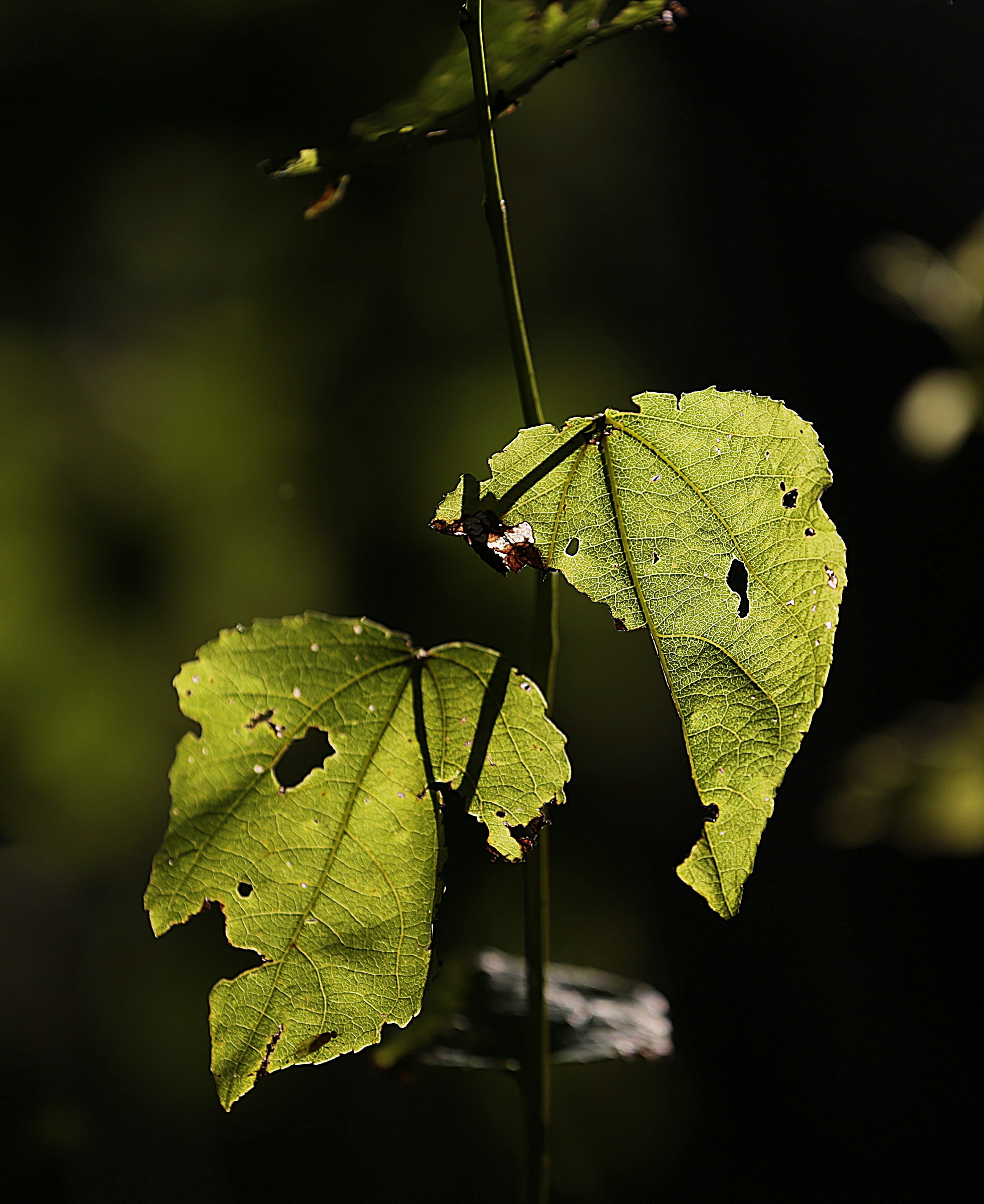 leaves, insect, nature, grass, animal wildlife, growth, 2K, forest, close-up, animal, green leaves, sheet, summer, animal themes, no people, green, green color, Phone HD Wallpaper