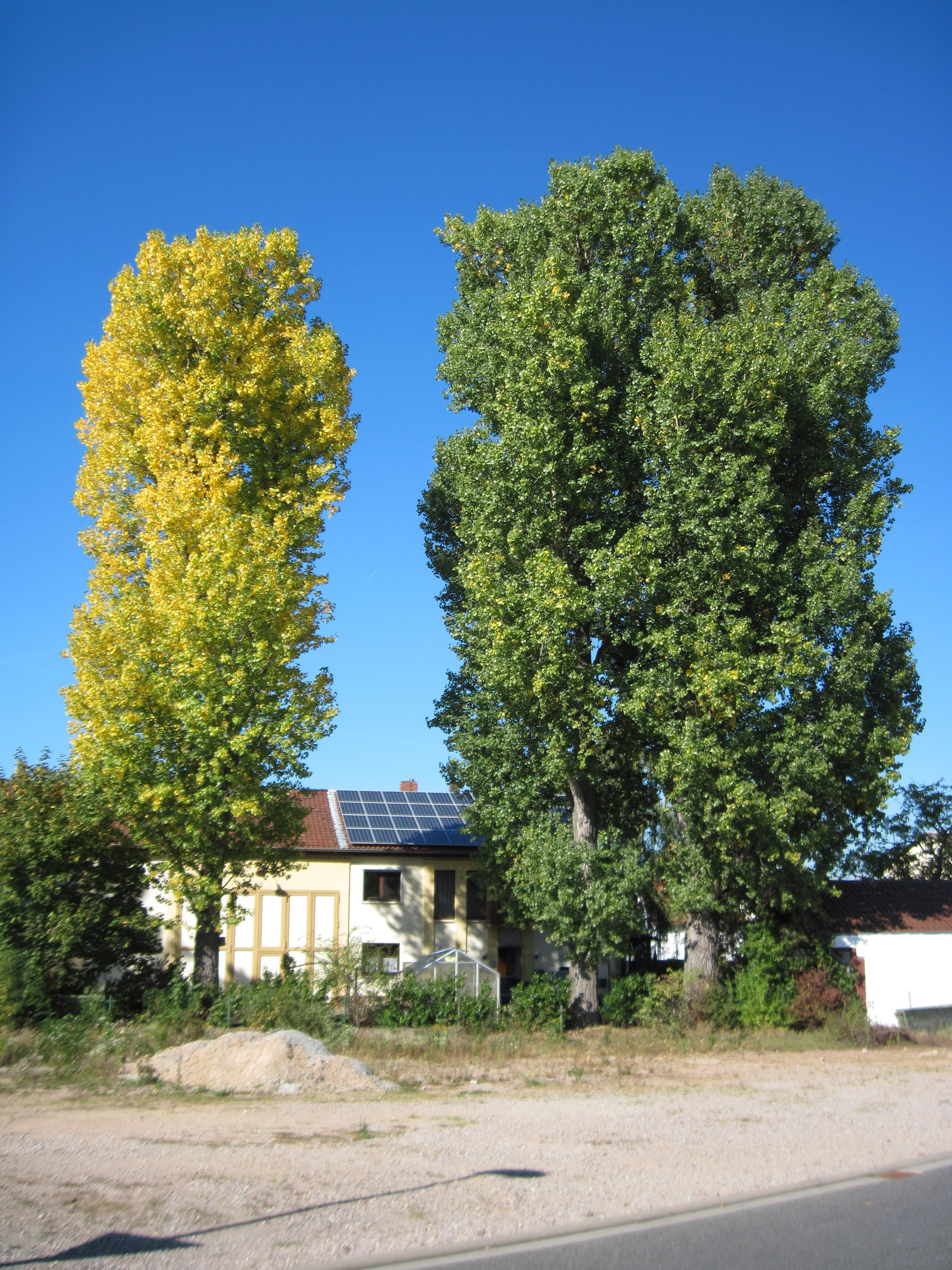 outdoors, tree, house, building exterior, building, plant, sky, clear sky, agricultural building, field, day, poplars, 4K, architecture, growth, autumn, Phone HD Wallpaper