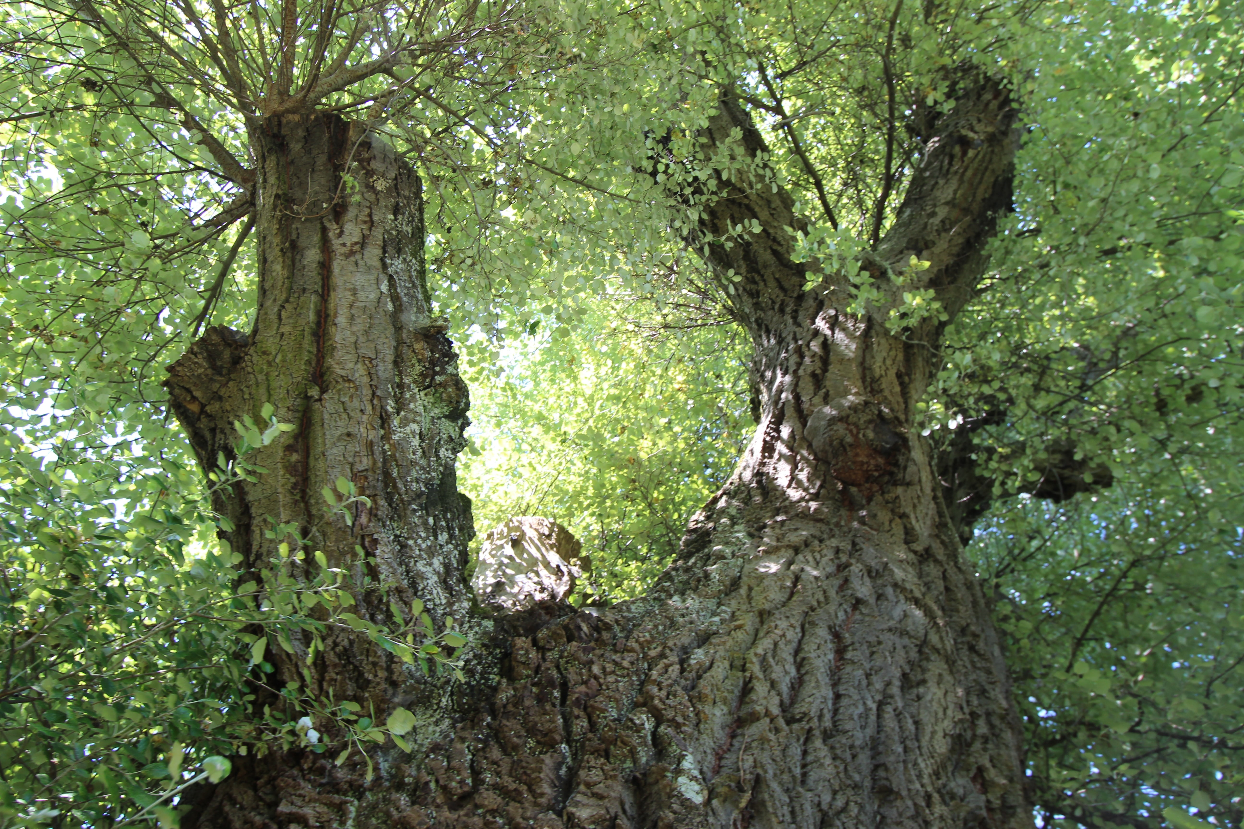 forest, green color, tranquility, rainforest, old tree, beauty in nature, growth, deciduous tree, bark, outdoors, no people, nature, leaf, trunk, white poplar, HD Wallpaper