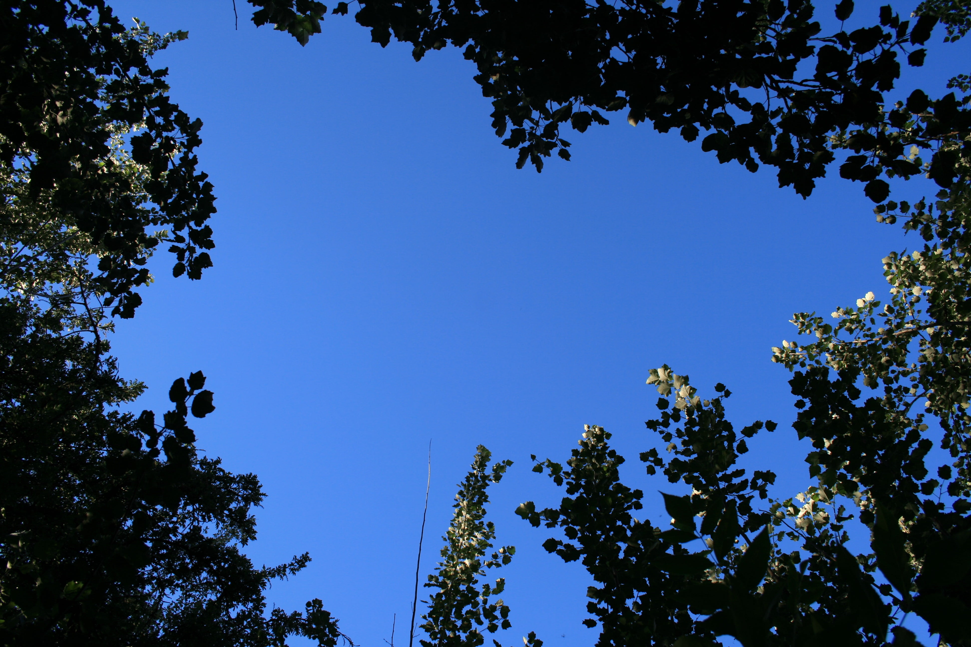 forest, outdoors, leaves, clear sky, silhouette, foliage, plant part, leaf, sky, tree, directly below, blue, tree canopy, 4K, nature, branch, beauty in nature, HD Wallpaper