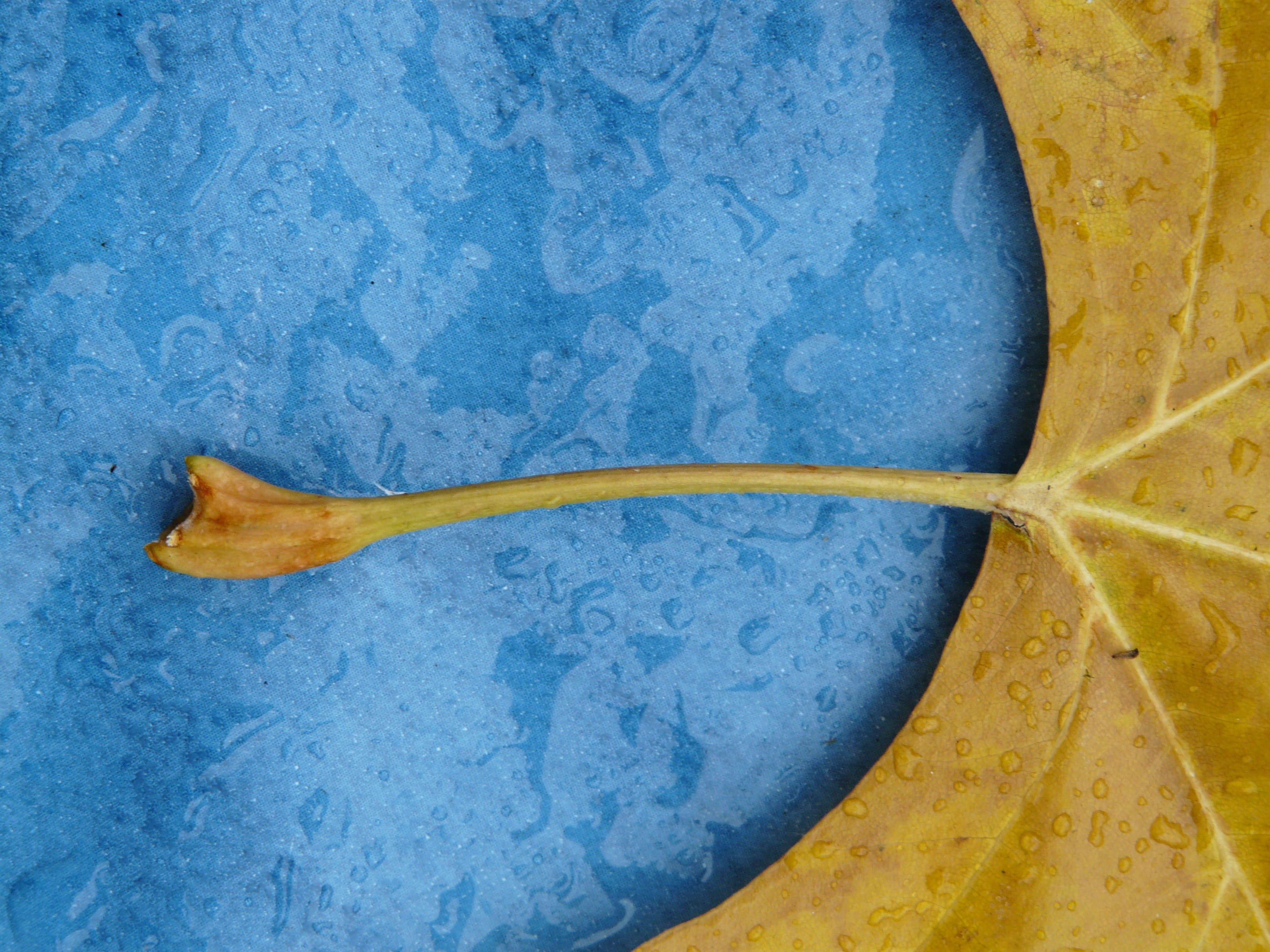 autumn, food and drink, 2K, directly above, blue background, fall color, close-up, fruit, yellow, maple leaf, nature, maple, food, fall foliage, freshness, HD Wallpaper