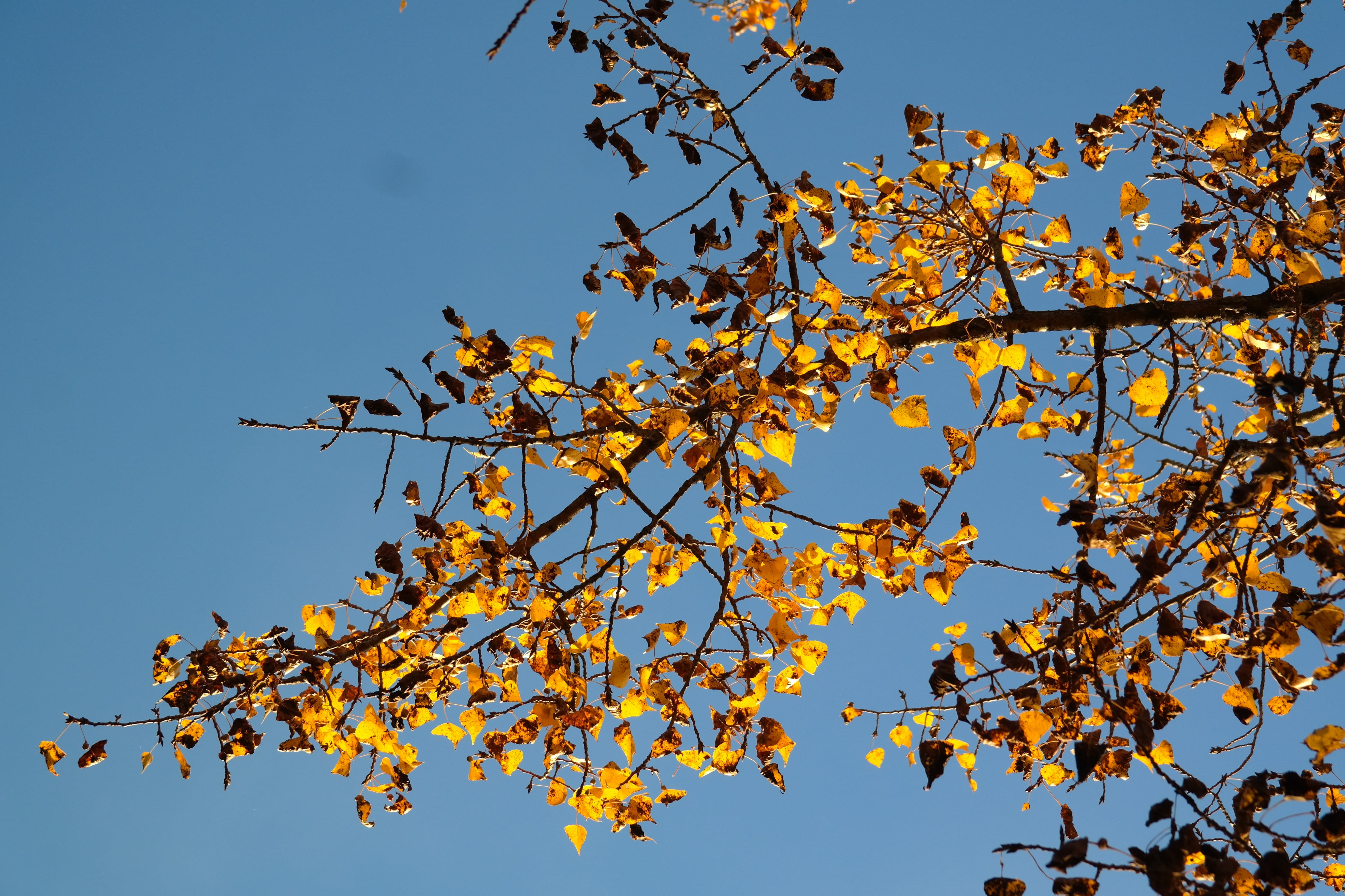 populus deltoides, outdoors, canadian poplar, growth, leaves in the autumn, blue, poplar leaf, bastard black poplar, low angle view, fall foliage, leaf, HD Wallpaper