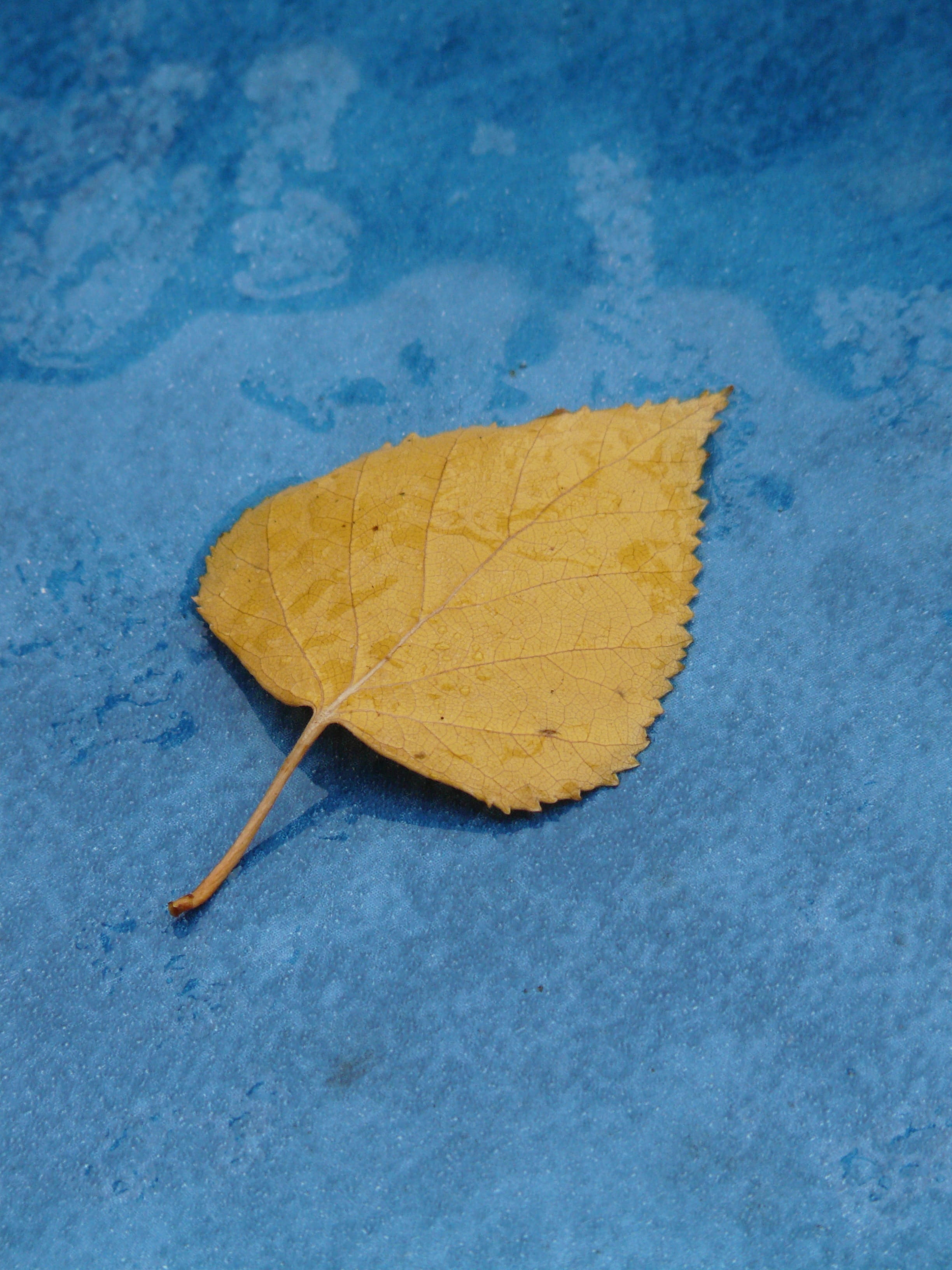 2K, fragility, no people, close-up, backgrounds, directly above, season, change, nature, Yellow, plant part, Fall Color, falling, day, maple leaf, leaf vein, Phone HD Wallpaper