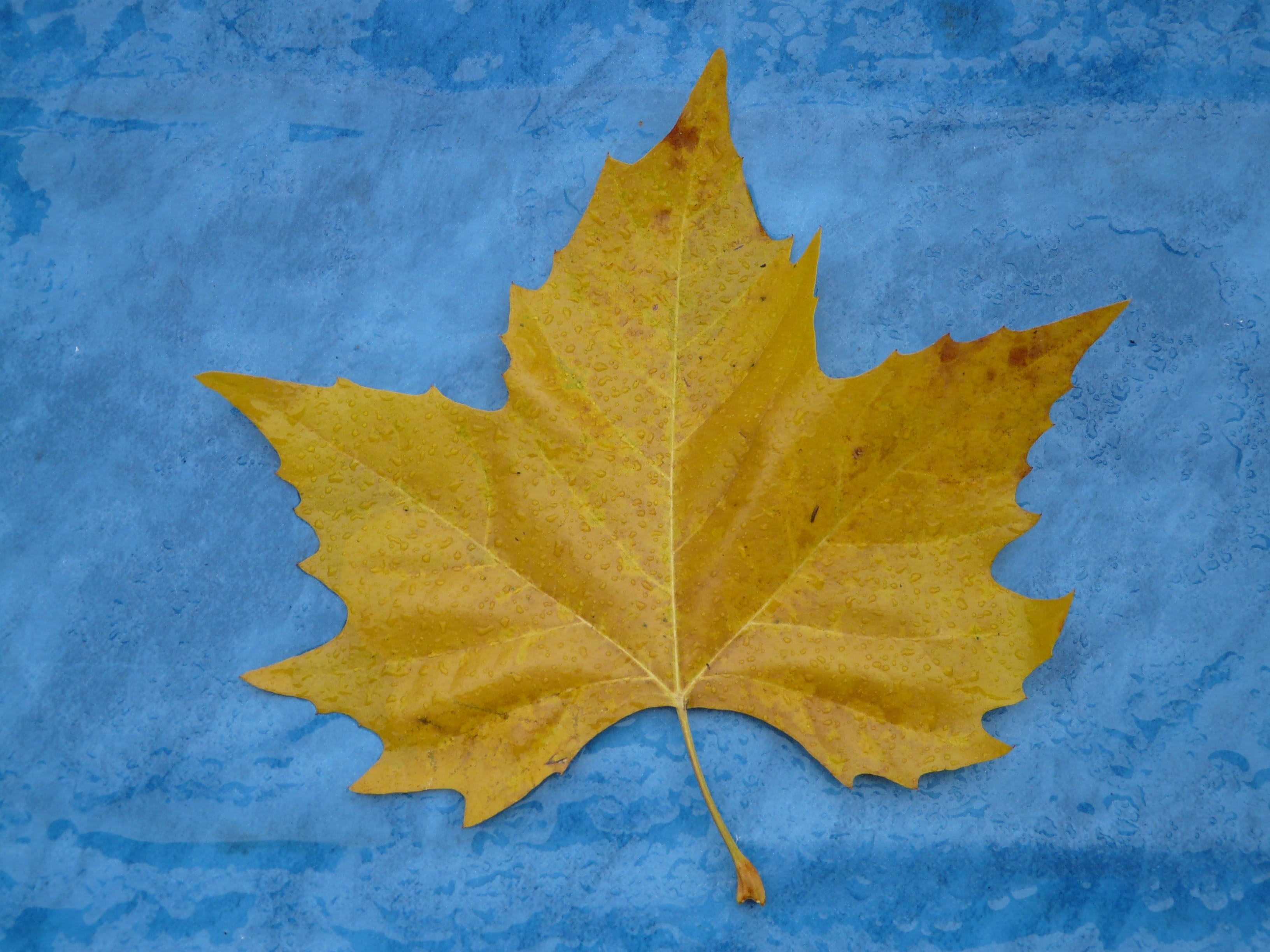 fall color, autumn, nature, natural condition, blue, 2K, plant part, Edge, fall foliage, Maple Leaf, outdoors, no people, change, colored background, leaf, HD Wallpaper