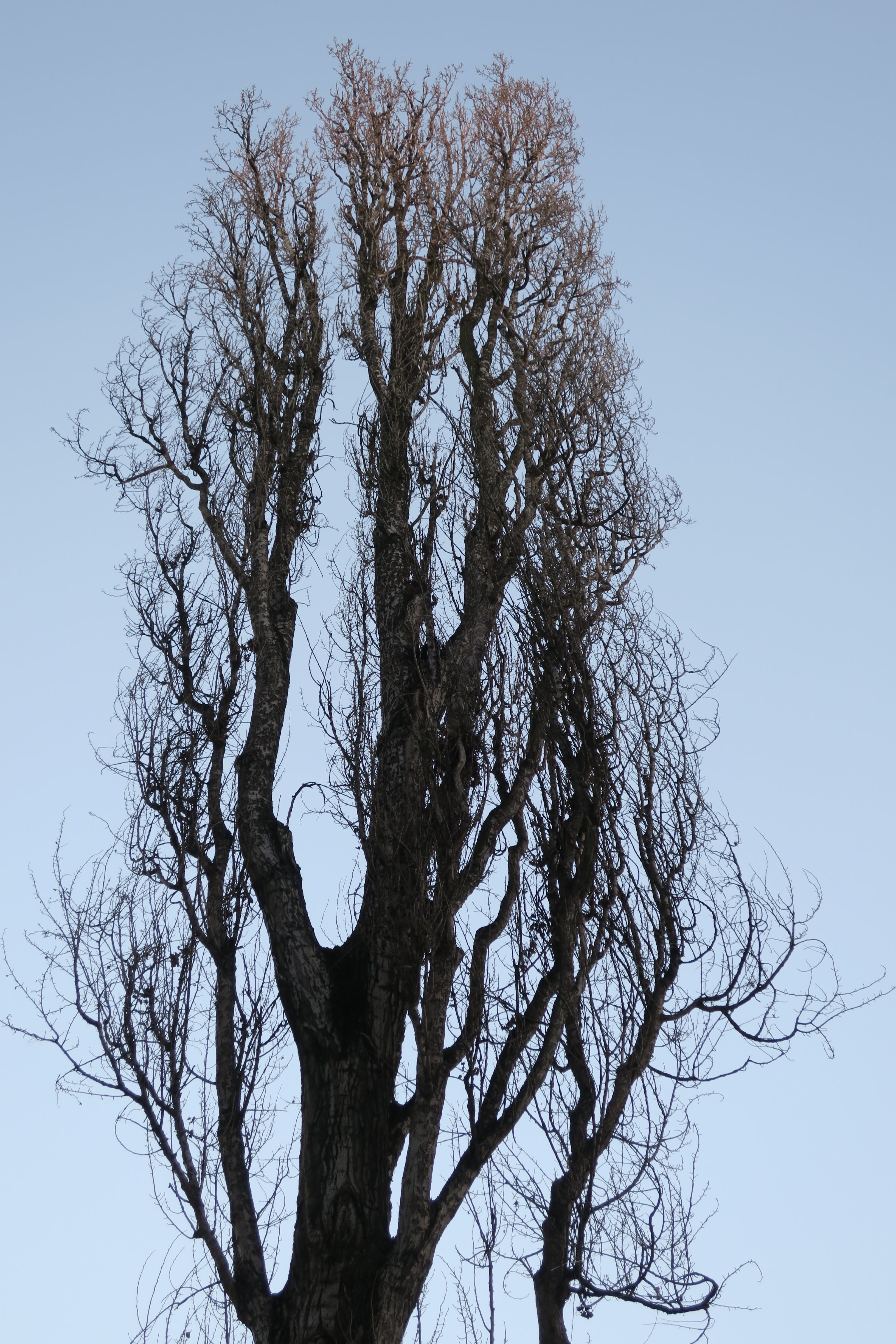 tree, Blue, low angle view, nature, plant, Blue, beauty in nature, day, poplar, tree trunk, Sky, trunk, bare tree, deciduous tree, 4K, tranquility, clear sky, Phone HD Wallpaper
