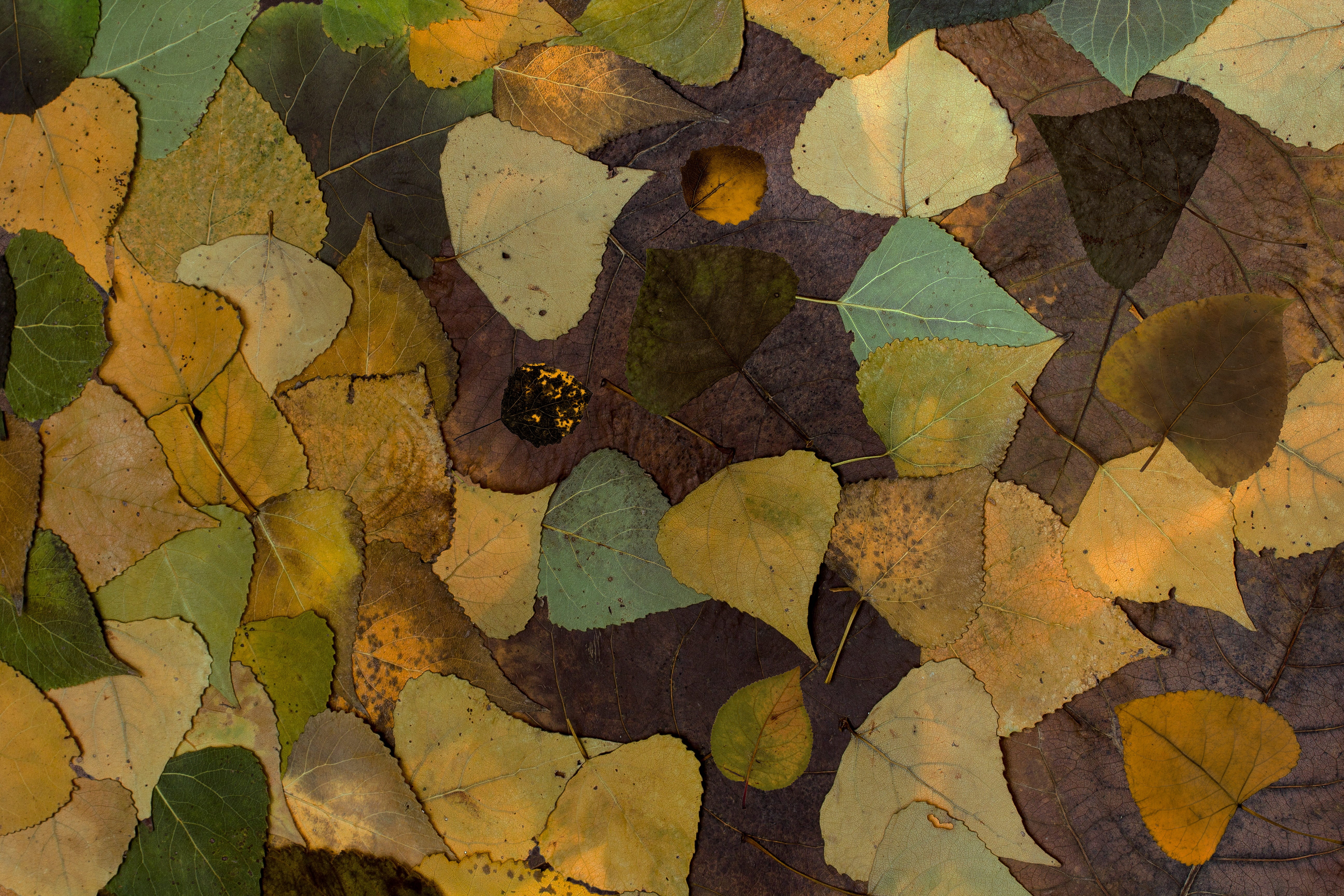 high angle view, day, nature, no people, textured, full frame, 5K, directly above, yellow, arrangement, dry leaves, autumn, plant part, leaf, poplar leaves, HD Wallpaper