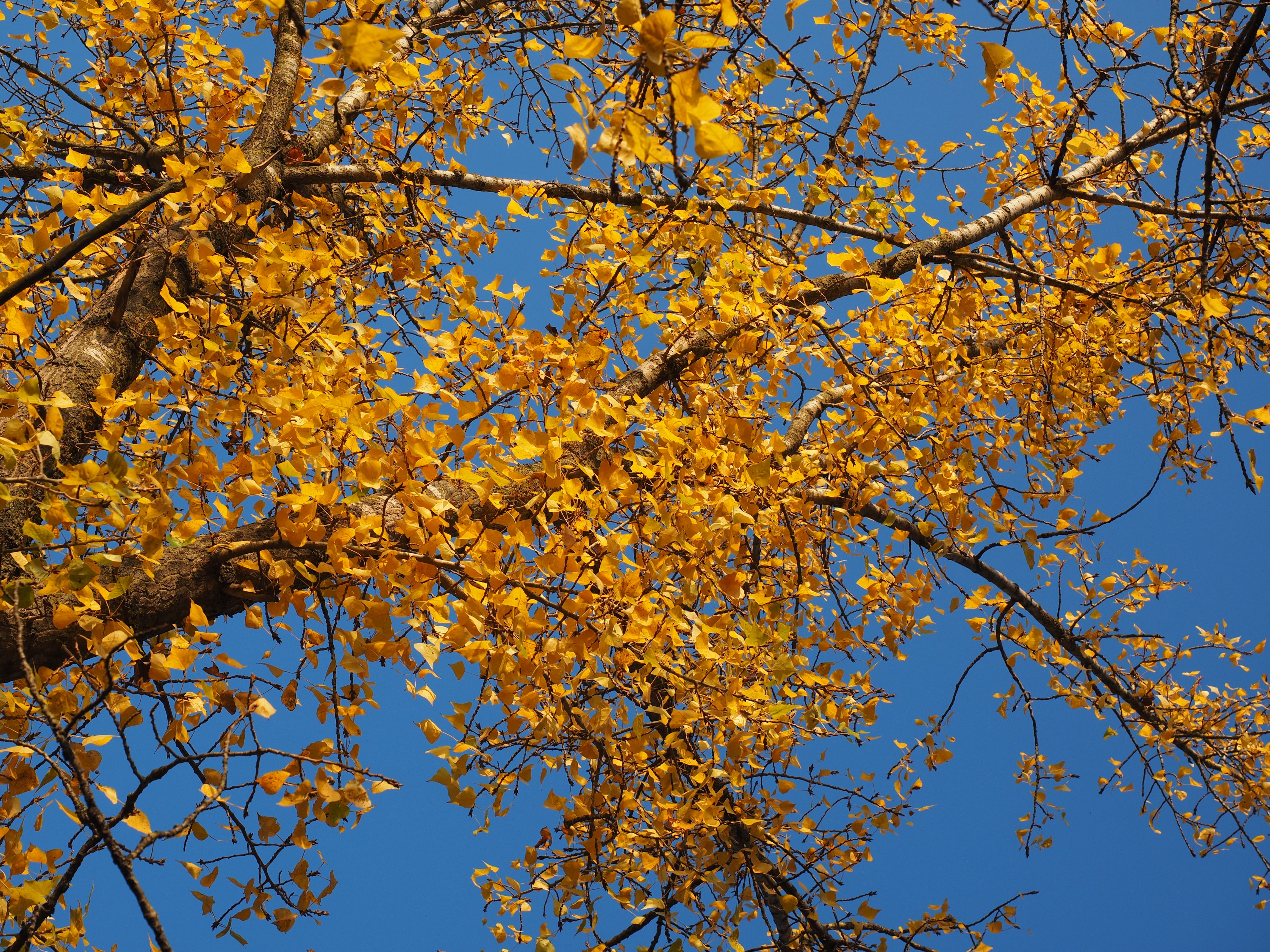 canadian poplar, bastard black poplar, tree, beauty in nature, outdoors, low angle view, directly below, plant, poplar leaf, golden, leaf, european black poplar, HD Wallpaper