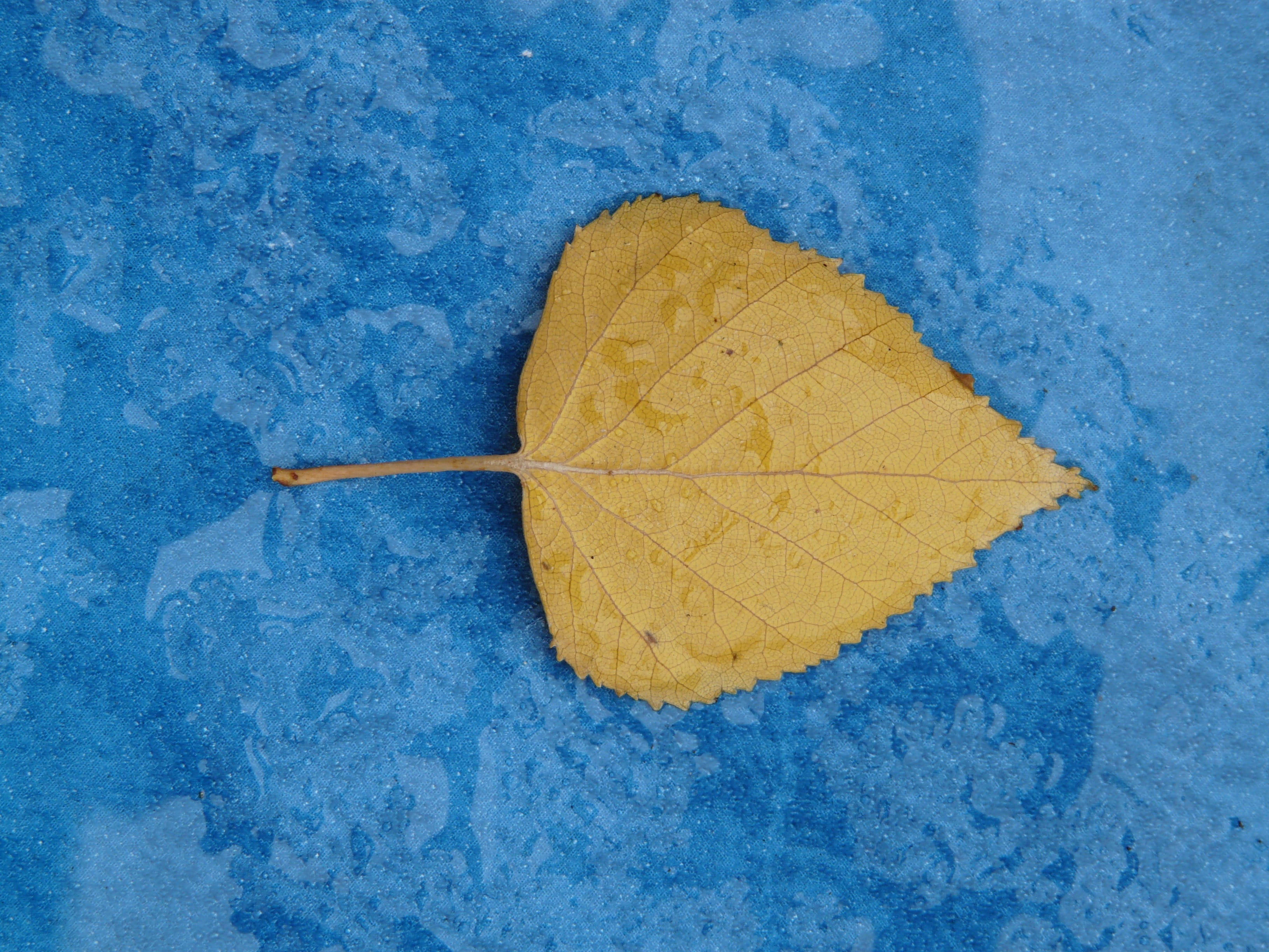 still life, blue, autumn, studio shot, plant part, indoors, Fall Color, high angle view, no people, 2K, natural pattern, Leaf, Yellow, natural condition, HD Wallpaper