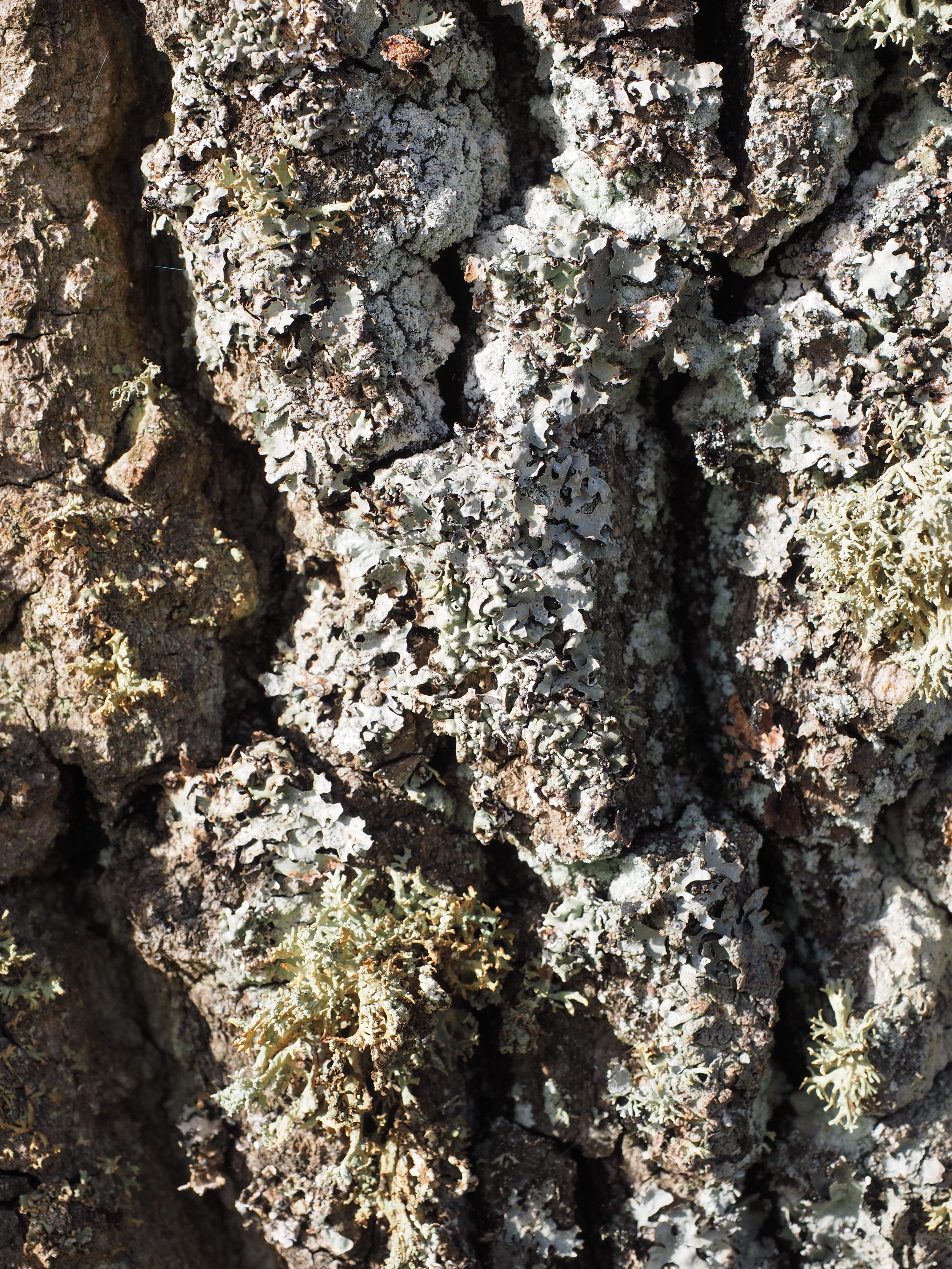 shrub lichen species, pattern, weave, log, rough, poplar bark, leaf braid, plant, tree trunk, extreme close-up, 4K, growth, day, tribe, poplar, white poplar, Phone HD Wallpaper