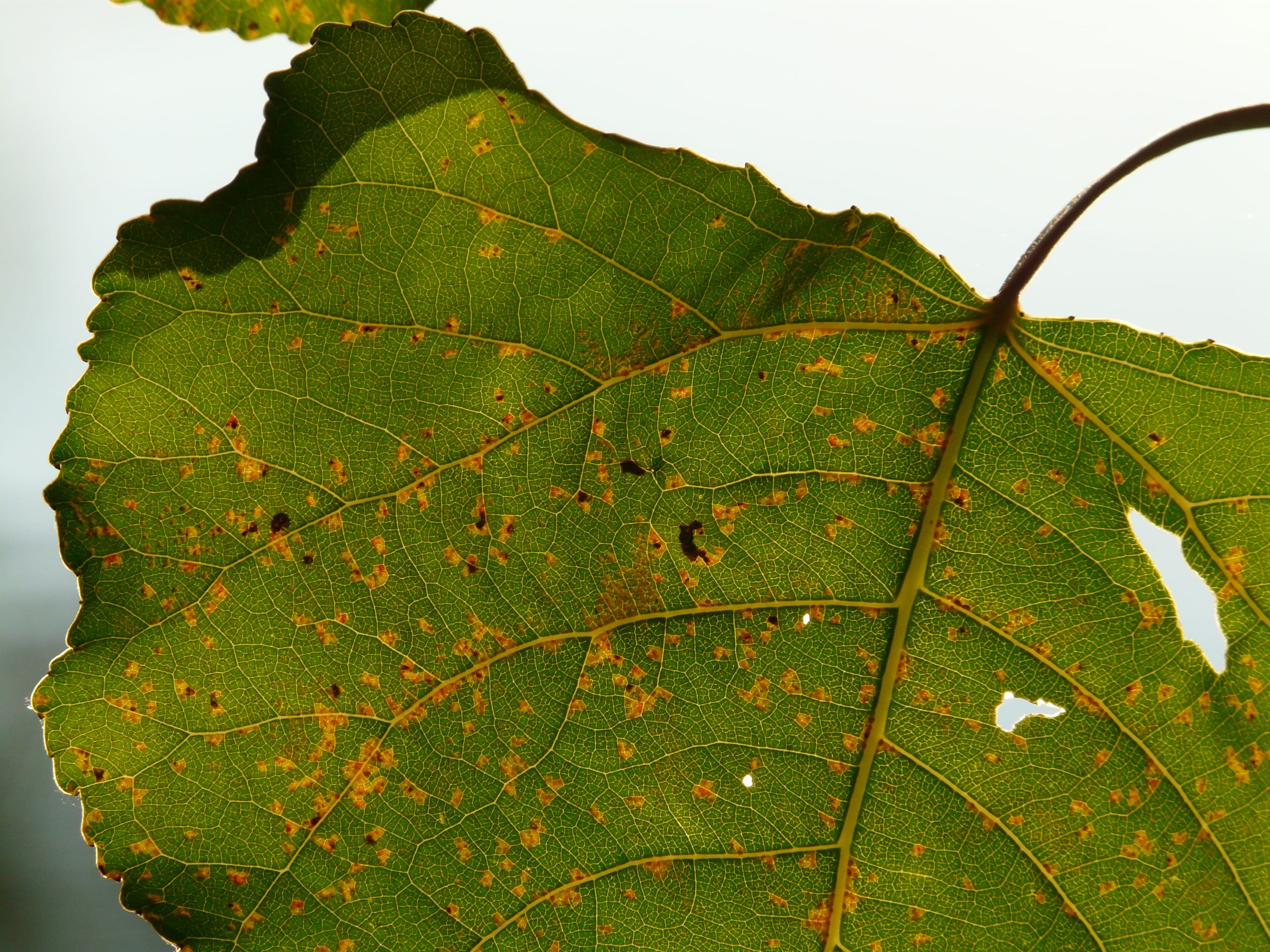 green color, beauty in nature, no people, leaf veins, 2K, veins, plant, poplar, natural pattern, outdoors, leaf, leaves, nature, close-up, light, change, HD Wallpaper