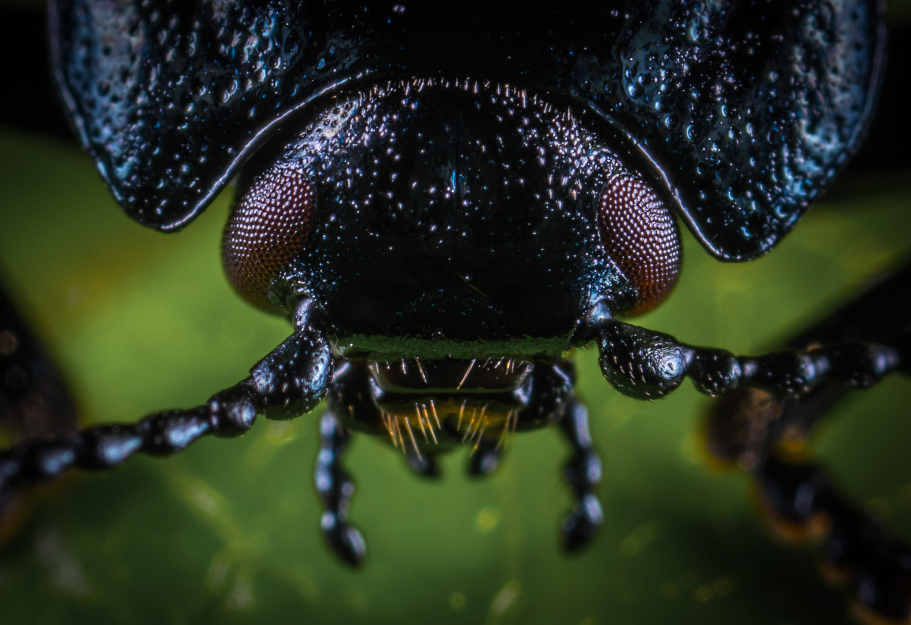 no people, animal wildlife, animals in the wild, wet, outdoors, extreme close-up, living nature, animal wing, close-up, animal head, macro, animal body part, HD Wallpaper