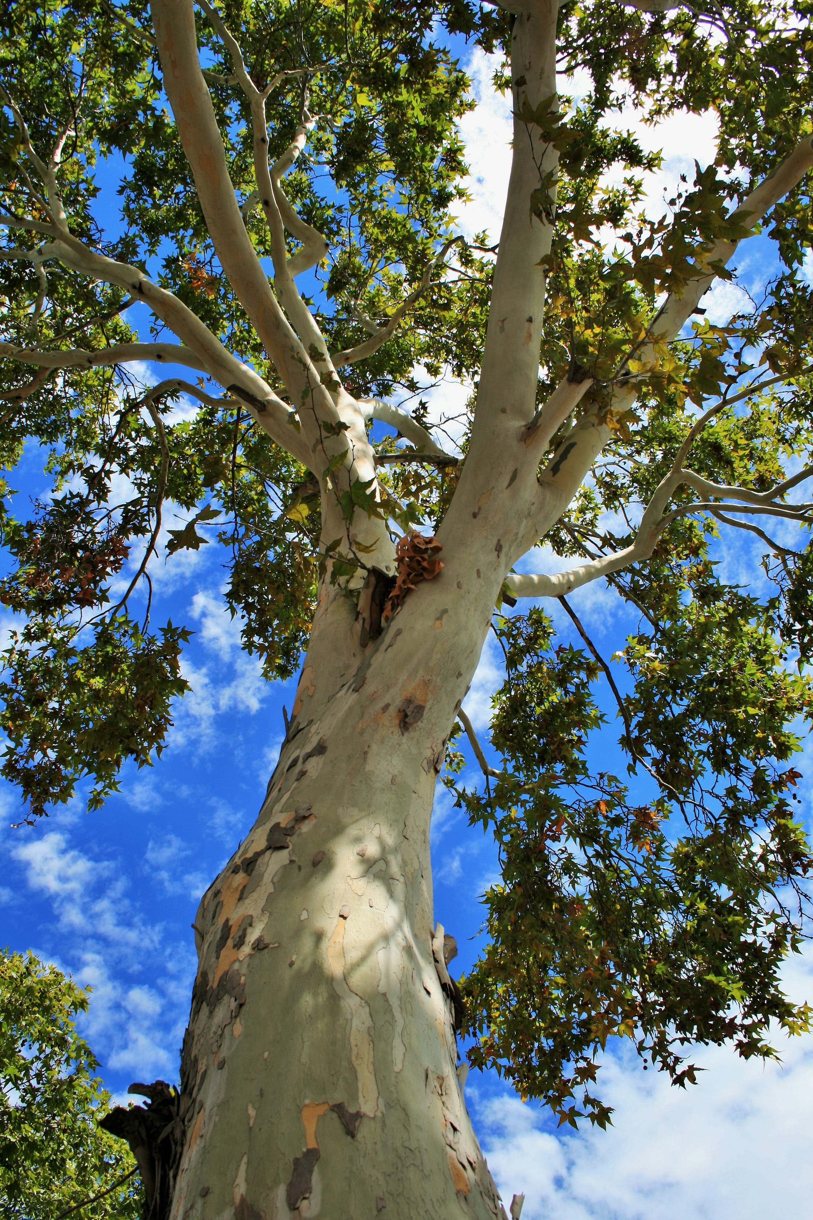 growth, sunlight, outdoors, tree, summer, tree canopy, tall - high, branch, Plane Tree, plane, nature, scenics - nature, leaf, low angle view, white, no people, Phone HD Wallpaper