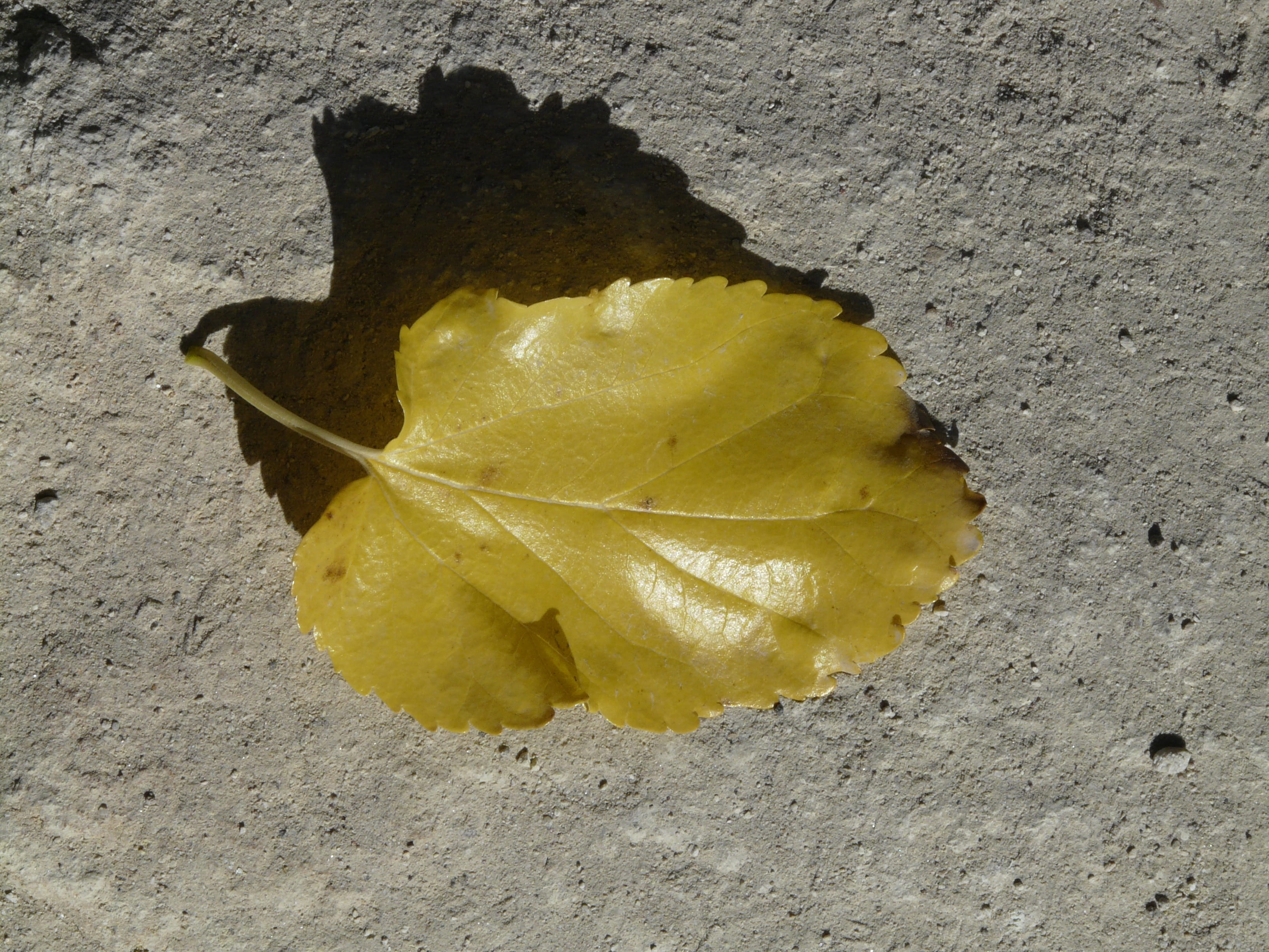 plant, leaves, outdoors, vulnerability, no people, still life, Leaf, backgrounds, sand, high angle view, Poplar, nature, fragility, day, close-up, Autumn, HD Wallpaper