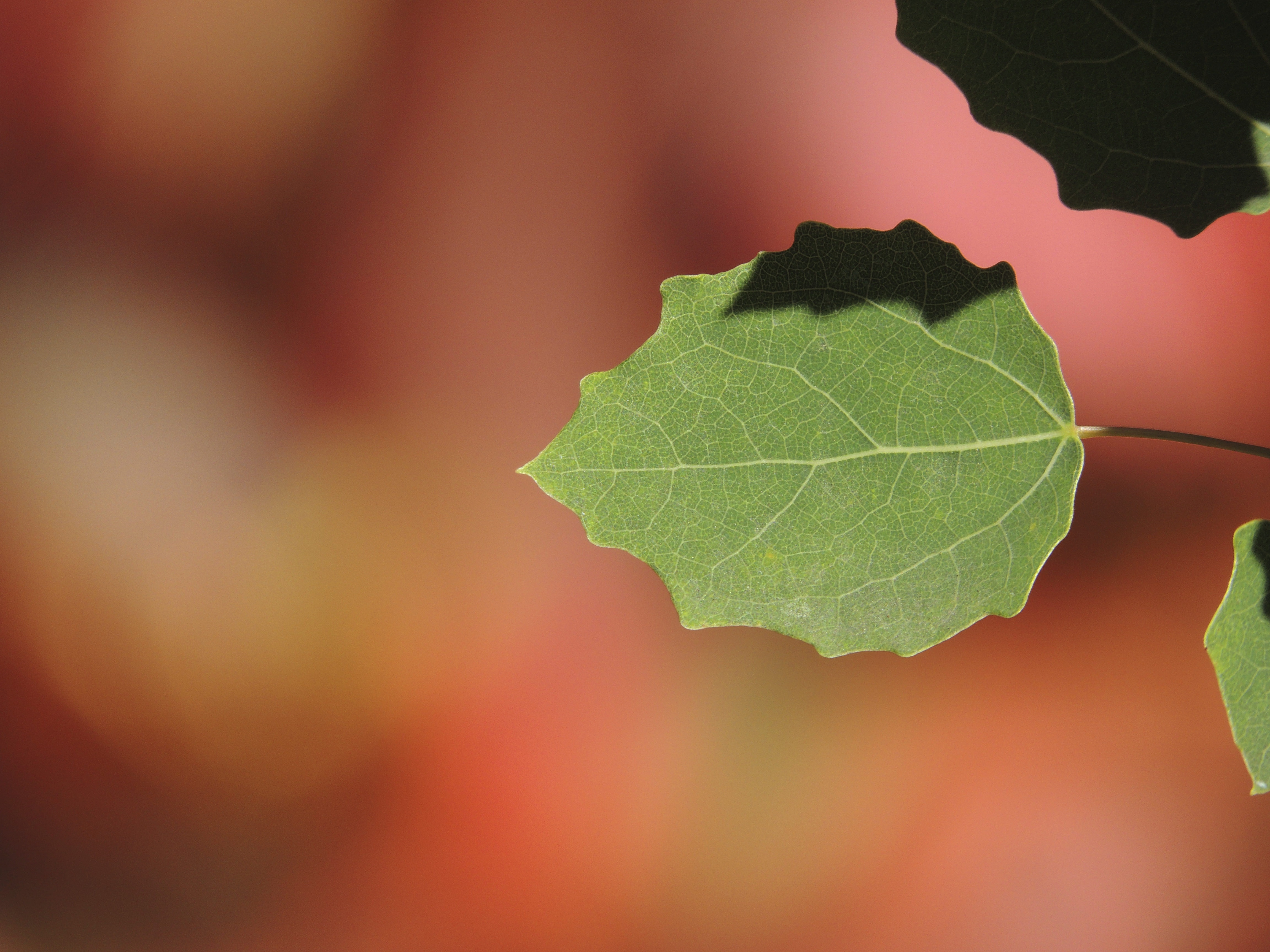green color, selective focus, leaf vein, fragility, poplar, nature, focus on foreground, no people, growth, fall foliage, plant part, close-up, leaf, land, HD Wallpaper