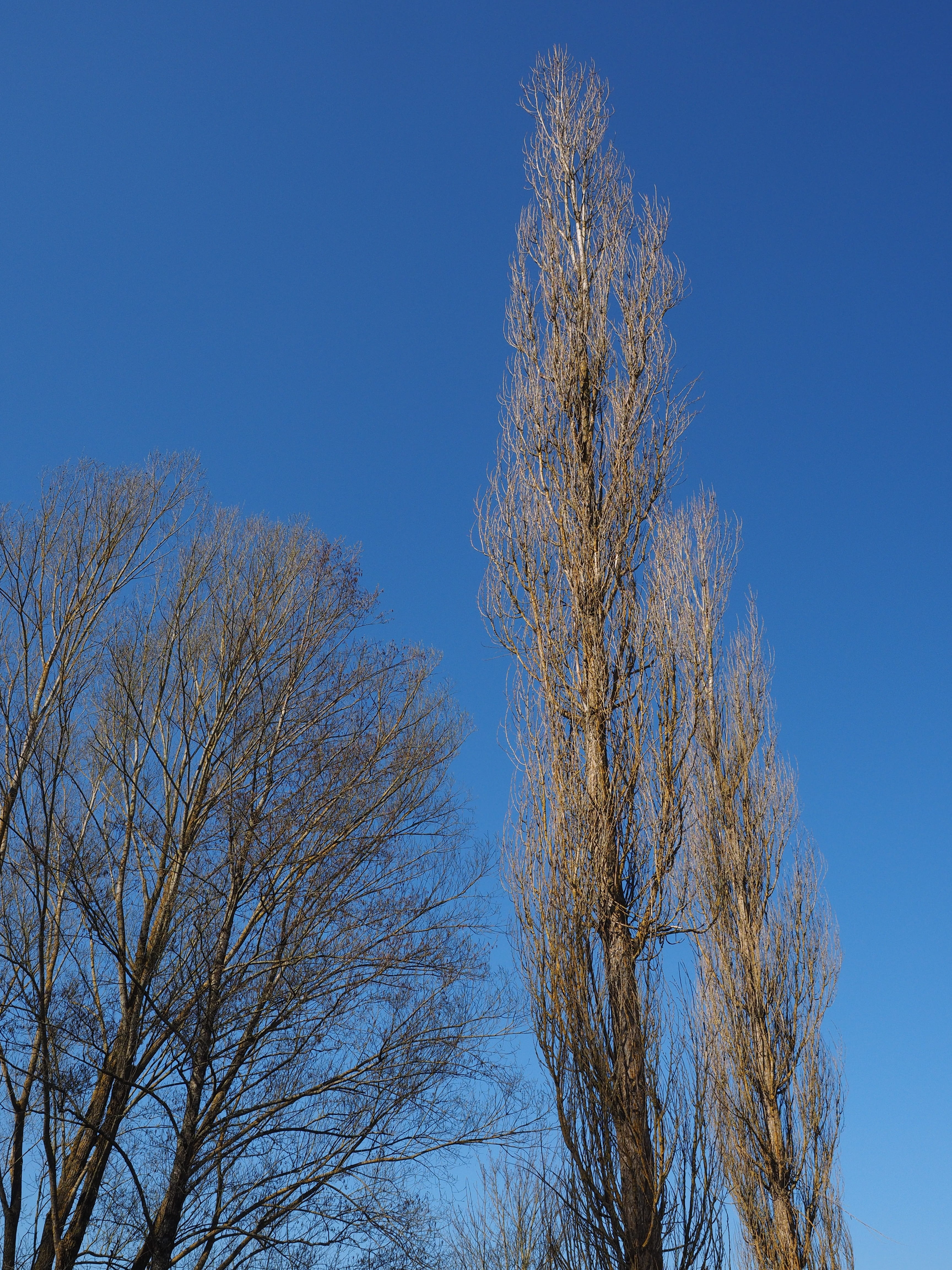 autumn, long, populus, summer green, outdoors, Habitus, tranquility, Poplar, oblong, branch, growth, low angle view, grazing greenhouse, populus nigra, Phone HD Wallpaper