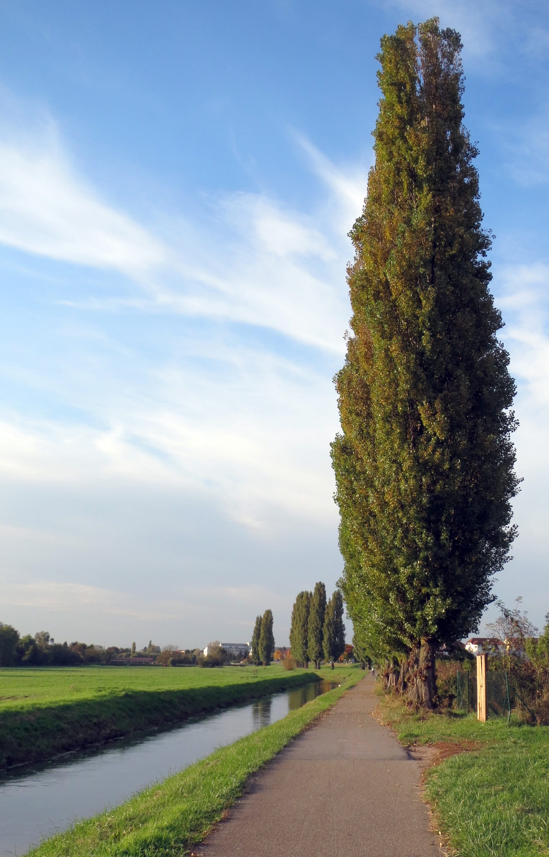 sky, scenics - nature, summer, green color, nigra, plant, beauty in nature, scenic, direction, land, road, Lombardy Poplar, treelined, beautiful, transportation, Phone HD Wallpaper