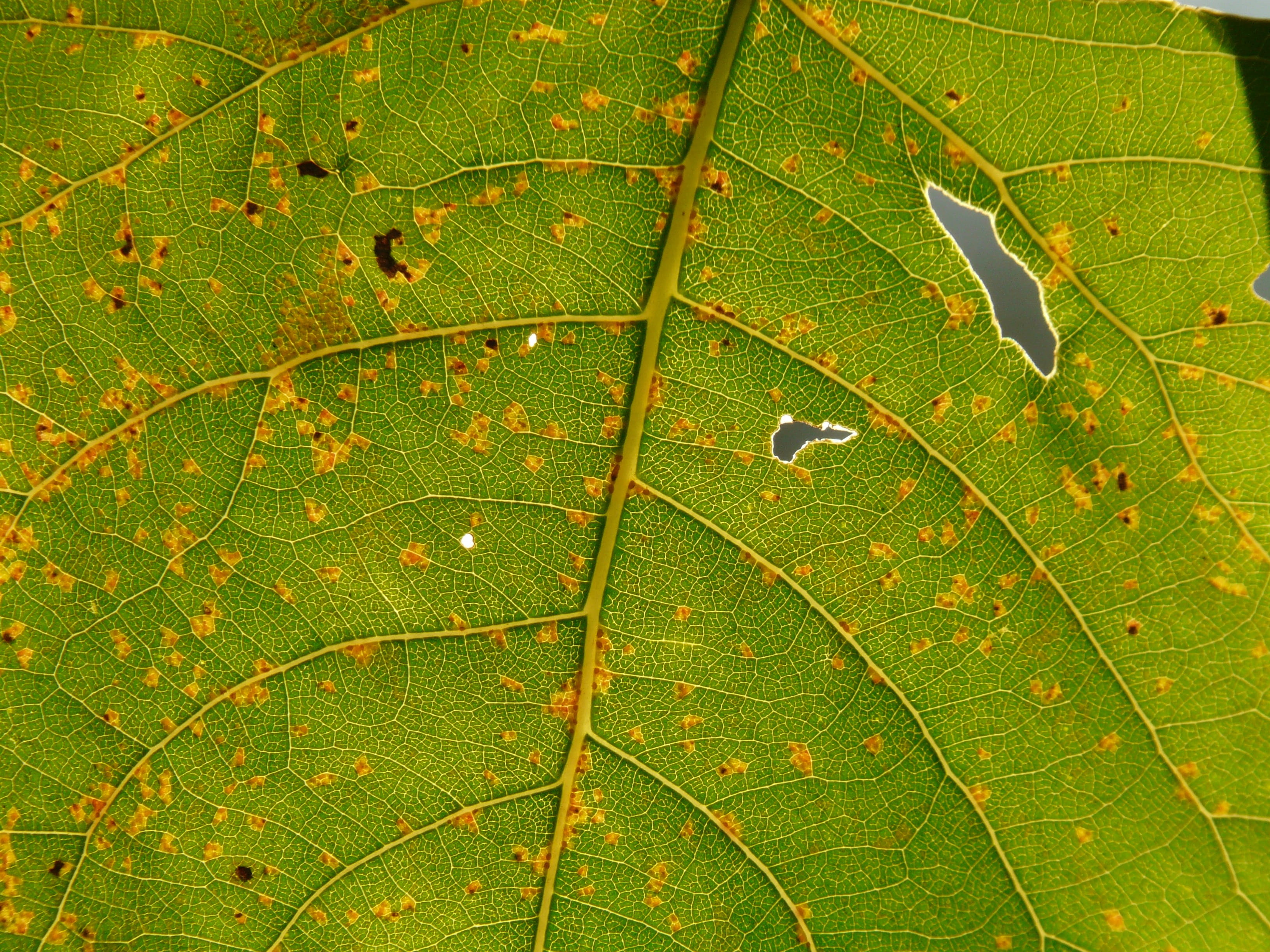 plant part, no people, freshness, water, natural pattern, wet, beauty in nature, Light, green Color, nature, full frame, Leaf, Veins, drop, poplar, purity, HD Wallpaper