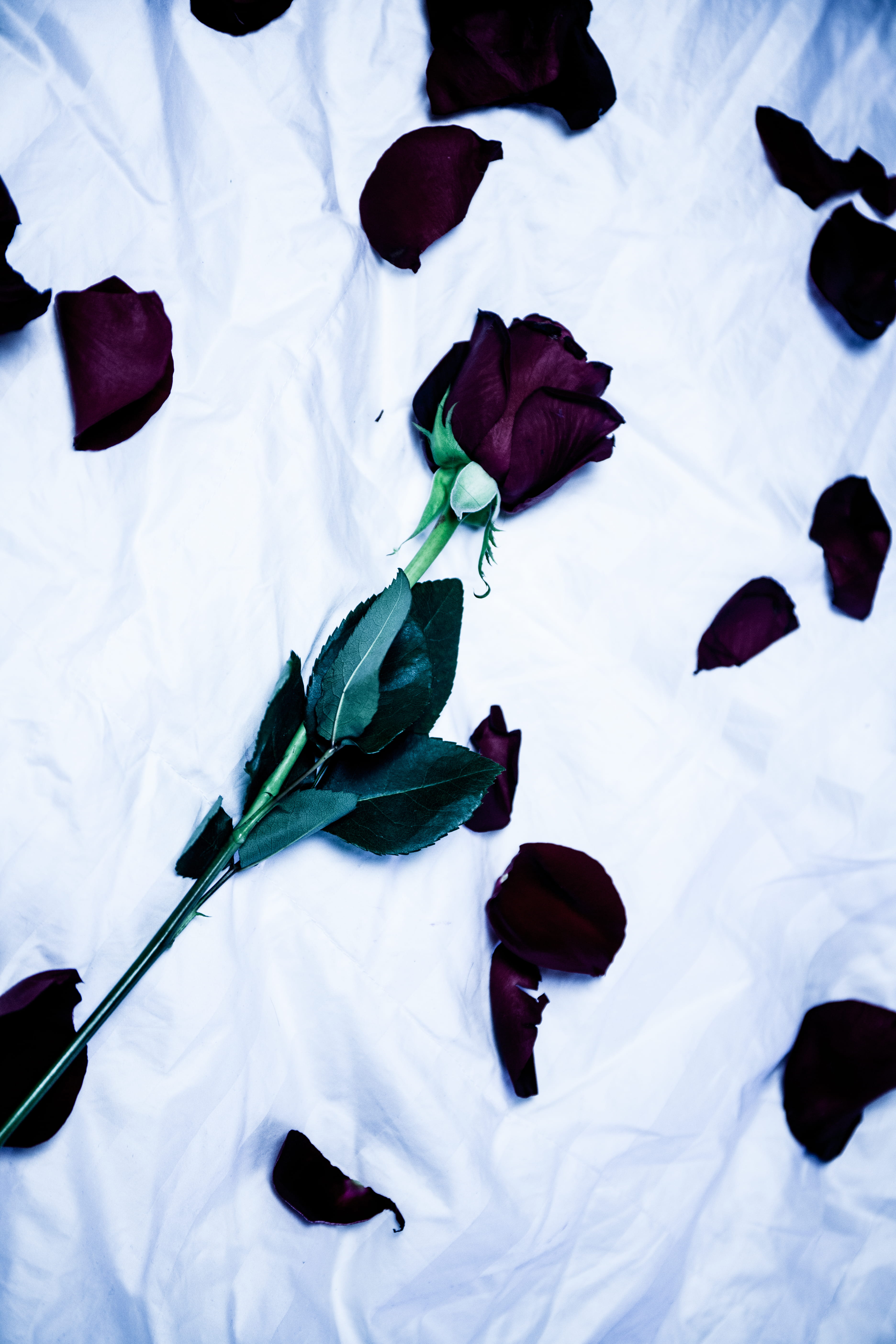 crumpled, high angle view, sad, linen, leaf, 5K, valentine, dead, close-up, paper, no people, flower, flowering plant, bed, indoors, sheet, clothing, white color, Phone HD Wallpaper