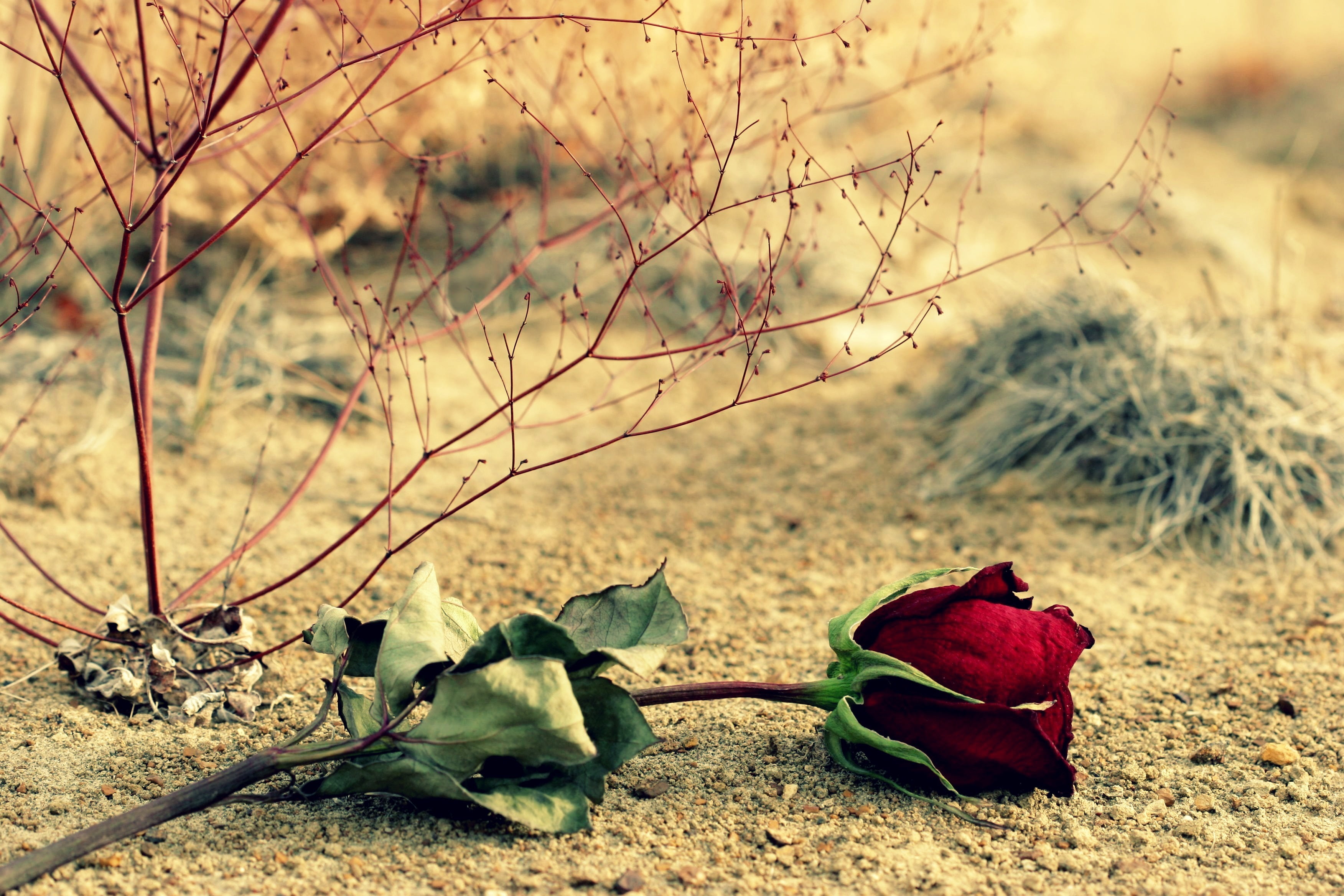 field, flower, growth, dead Plant, red, plant part, sunlight, rose, backgrounds, flowering plant, flowers, beauty In Nature, autumn, summer, HD Wallpaper
