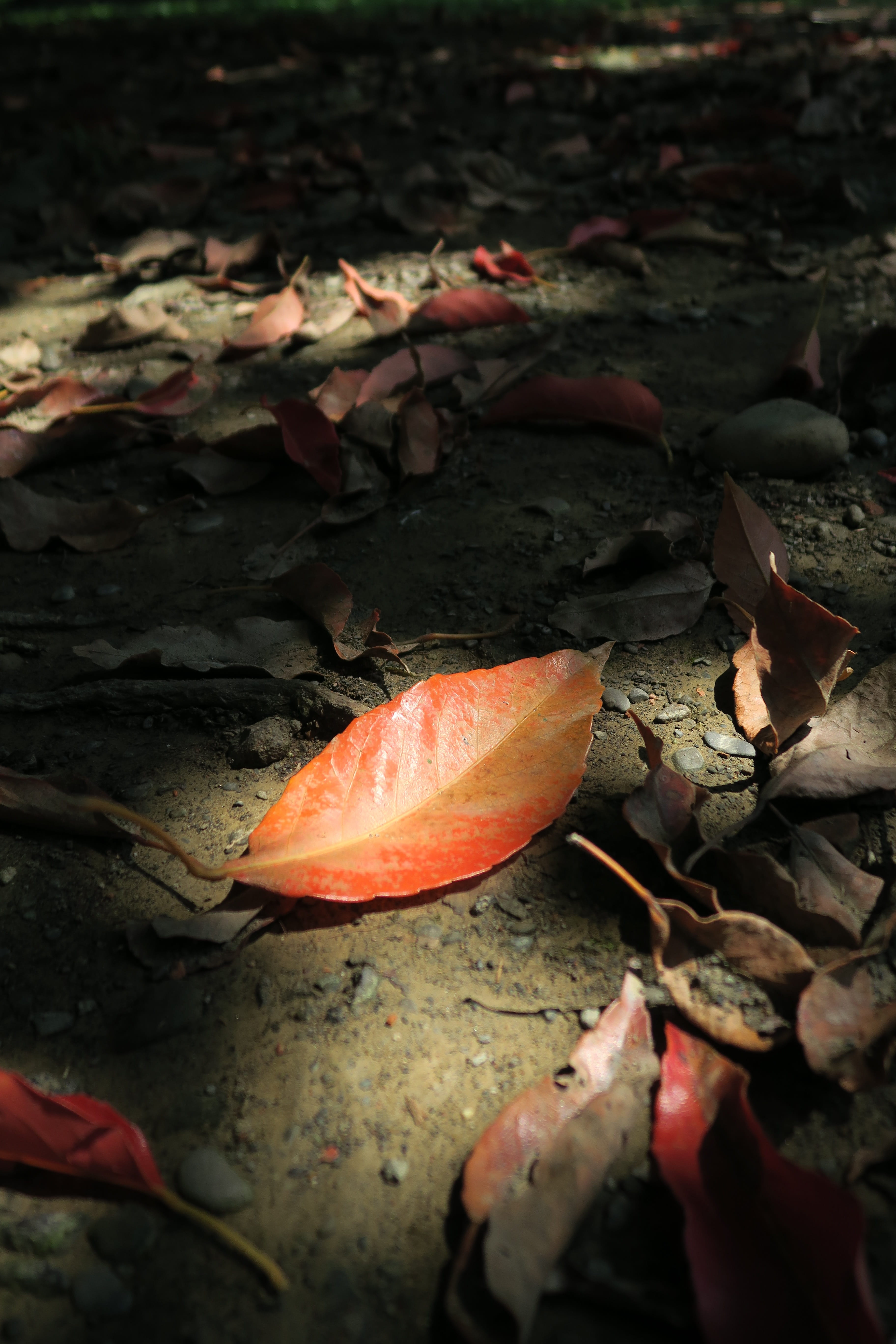plant, leaves, selective focus, high angle view, beauty in nature, close-up, 5K, day, autumn collection, fall, falling, fragility, dead leaves, leaf, orange color, Phone HD Wallpaper