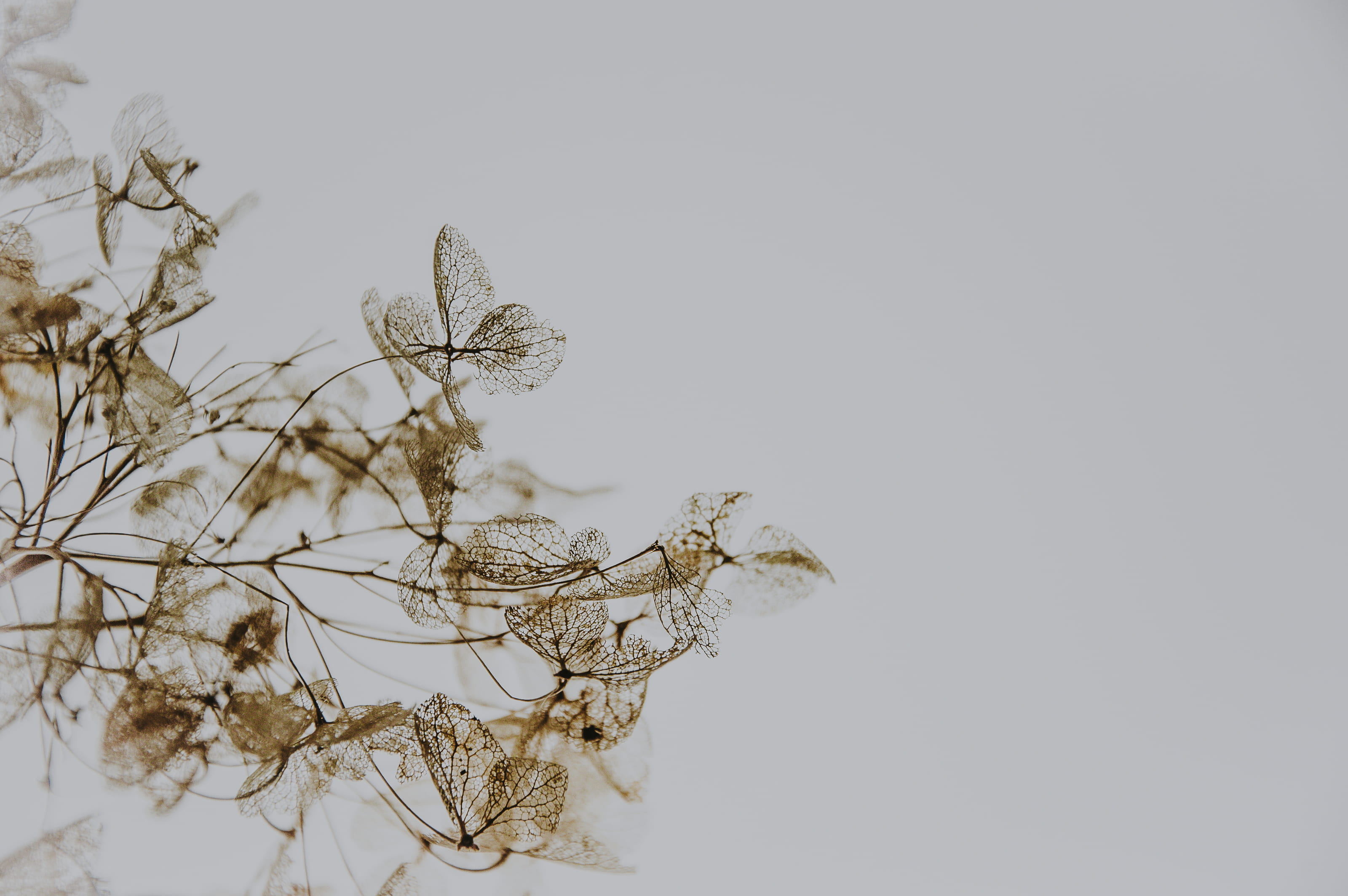 skeleton, closeup, flowering plant, petaled, day, close-up, flower, studio shot, dried, hydrangea, wilted plant, outdoors, leaf, dry, tree, fragility, photo, HD Wallpaper