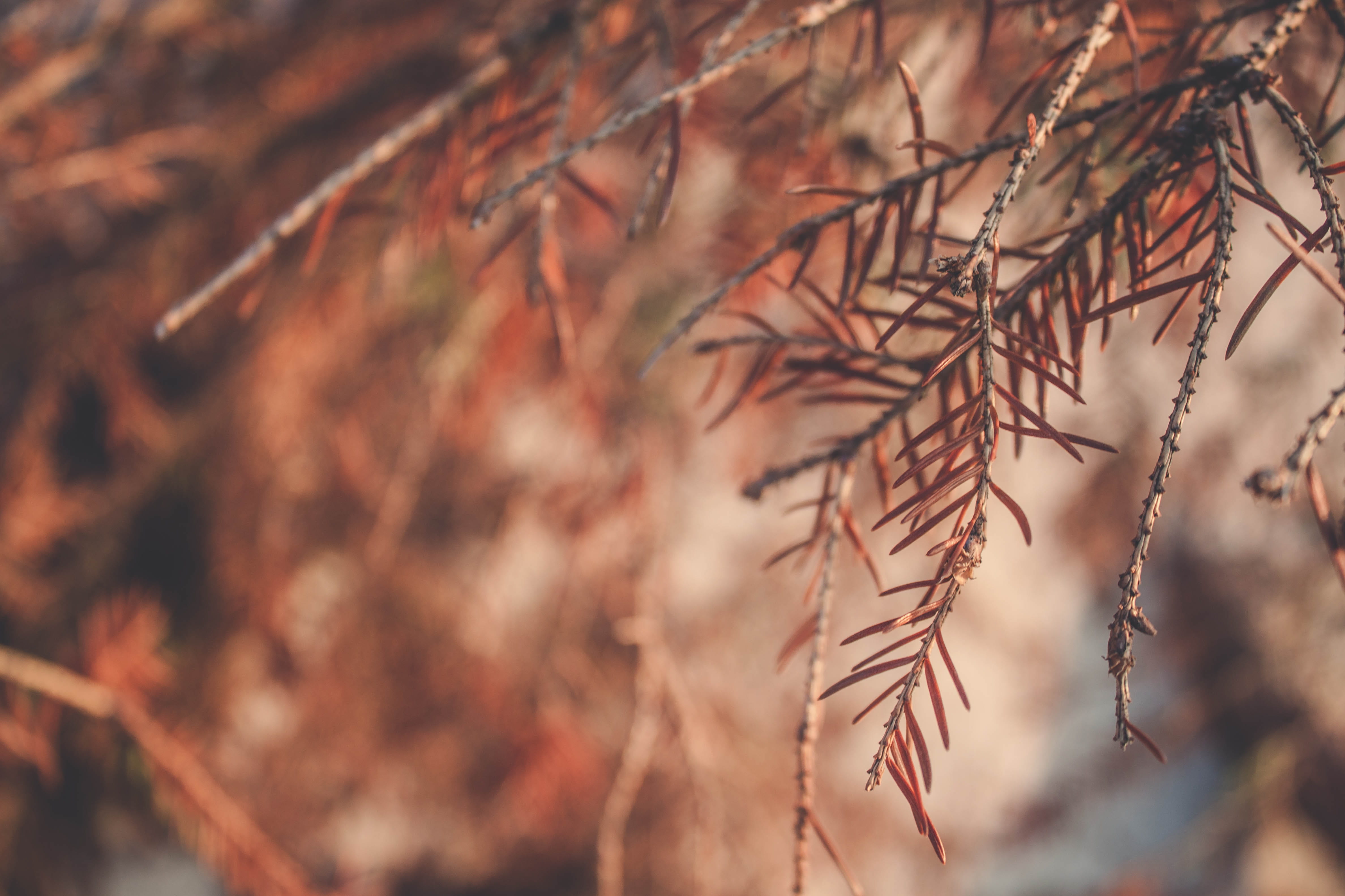 brown, coniferous tree, land, plant part, autumn, focus, photography, focus on foreground, art, no people, change, nature, depth of field, dead plant, outdoors, HD Wallpaper