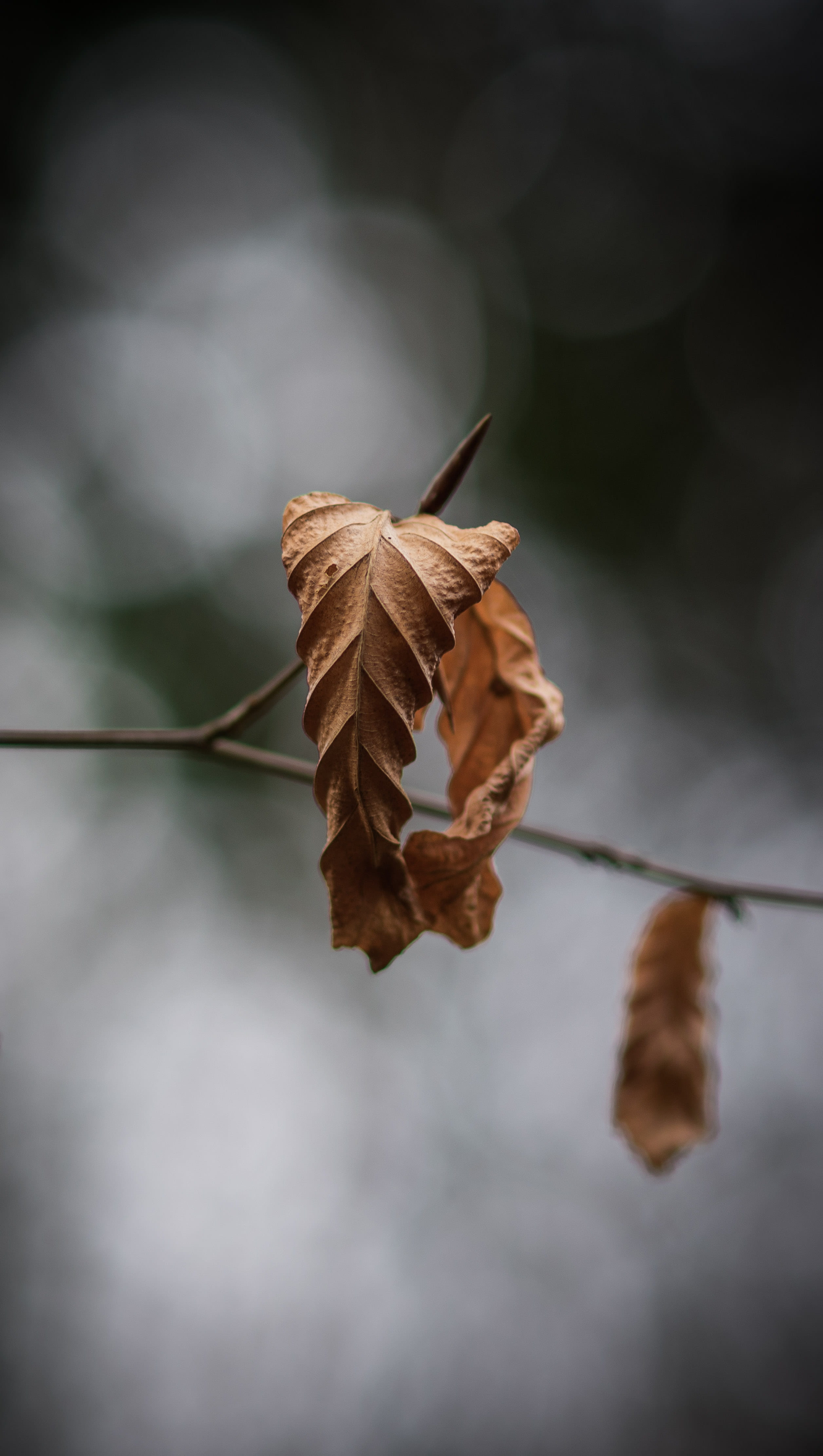 leaves, dying, plant stem, day, autumn collection, natural condition, leaf vein, leaf, plant part, fragility, selective focus, closeup, photography, beauty in nature, Phone HD Wallpaper