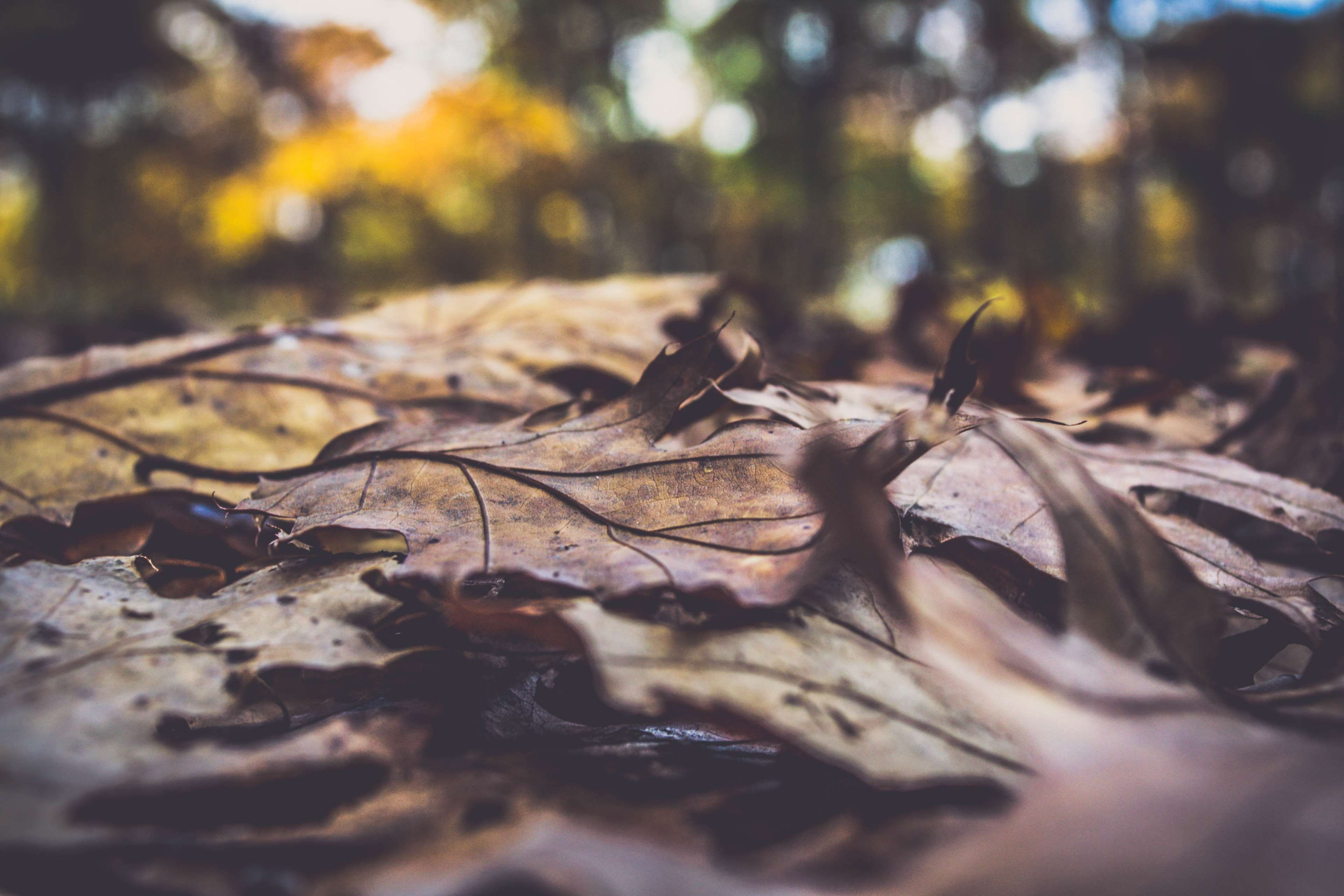 environment, field, blur, close-up, autumn, no people, close up, colors, background, ground, dry, natural, fallen leaves, selective focus, forest, maple leaf, HD Wallpaper